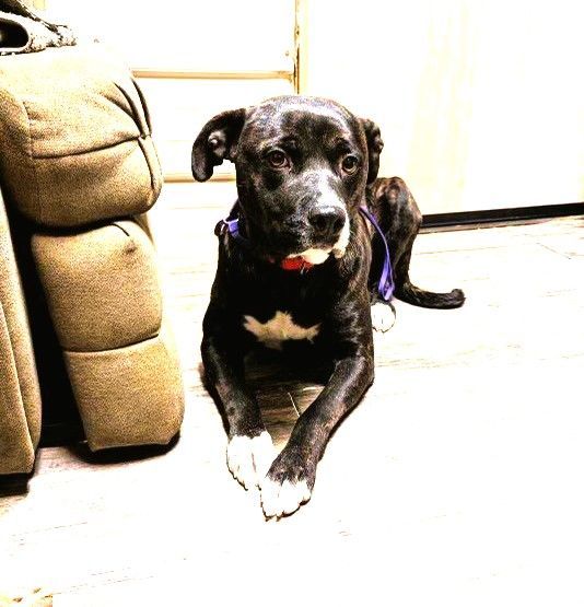 Hailey Rave Reviews from her Trainer! Ask for Videos! Teddy Bear of a Girl Affectionate and Sweet photo 5