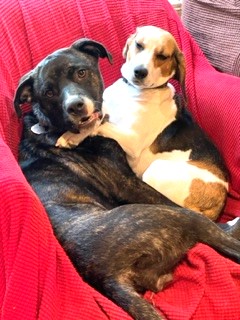 Hailey Rave Reviews from her Trainer! Ask for Videos! Teddy Bear of a Girl Affectionate and Sweet photo 2