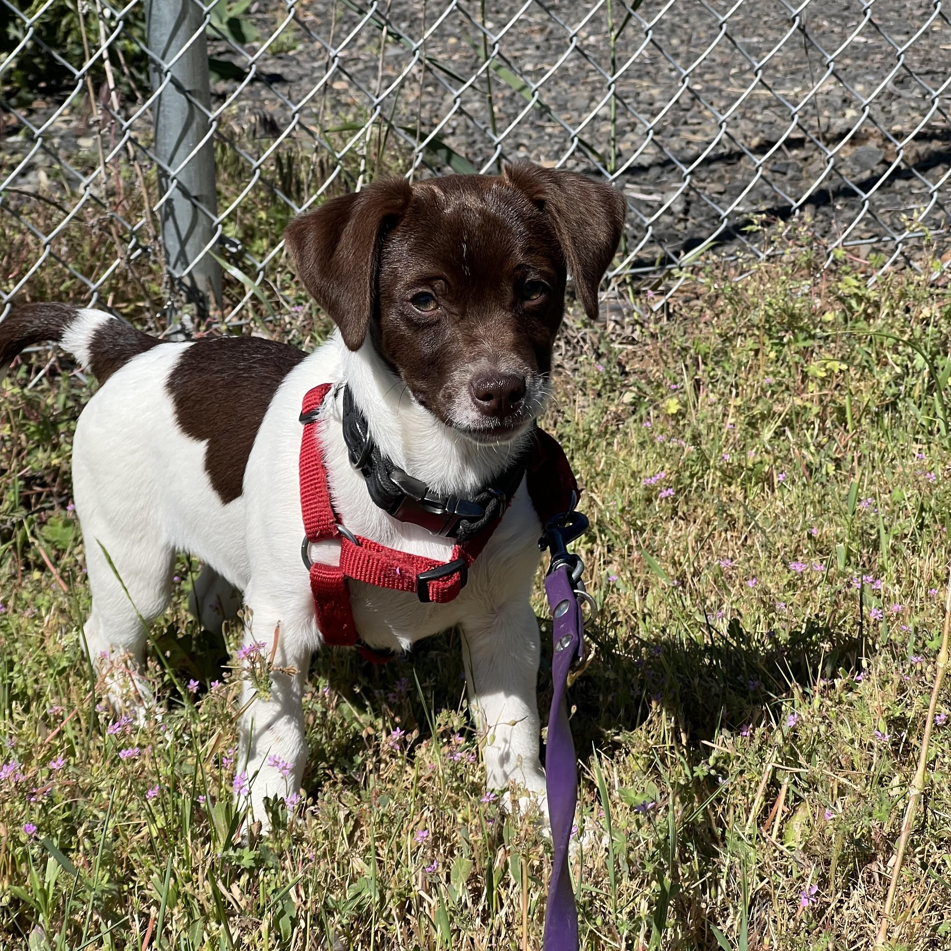 Biscuit, an adopted mixed breed in Hood River, OR image 3/3