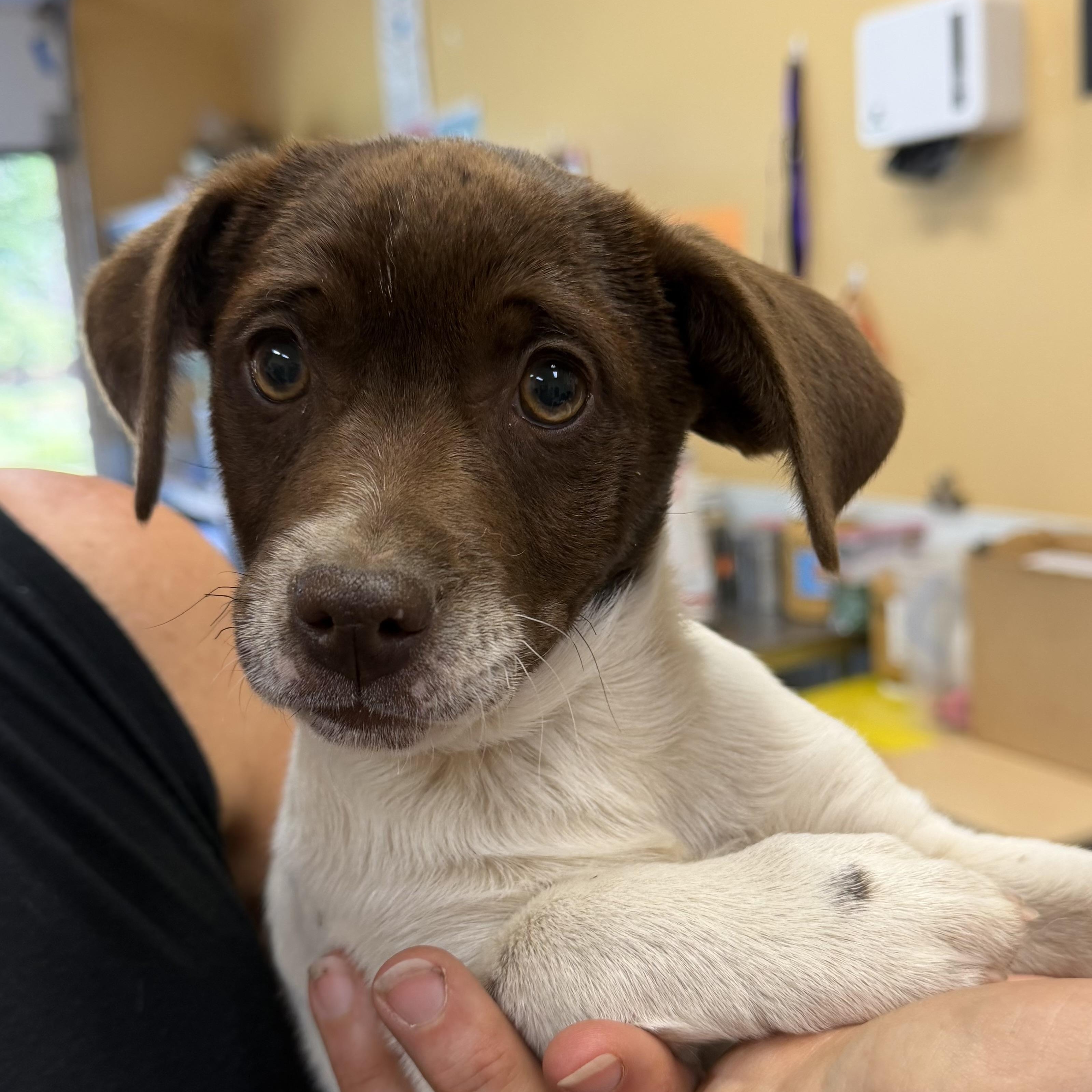 Biscuit, an adopted mixed breed in Hood River, OR image 1/3
