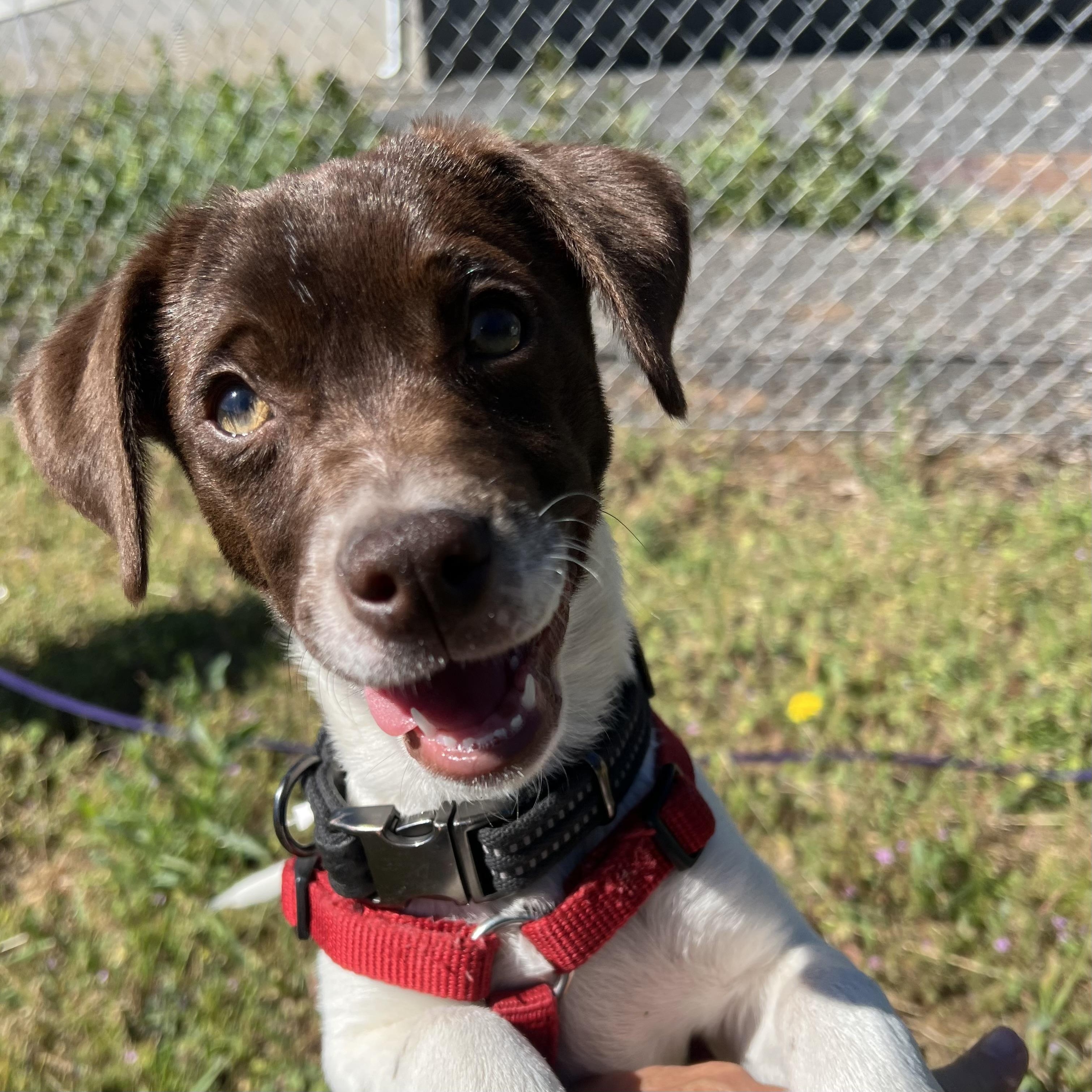 Biscuit, an adopted mixed breed in Hood River, OR image 2/3