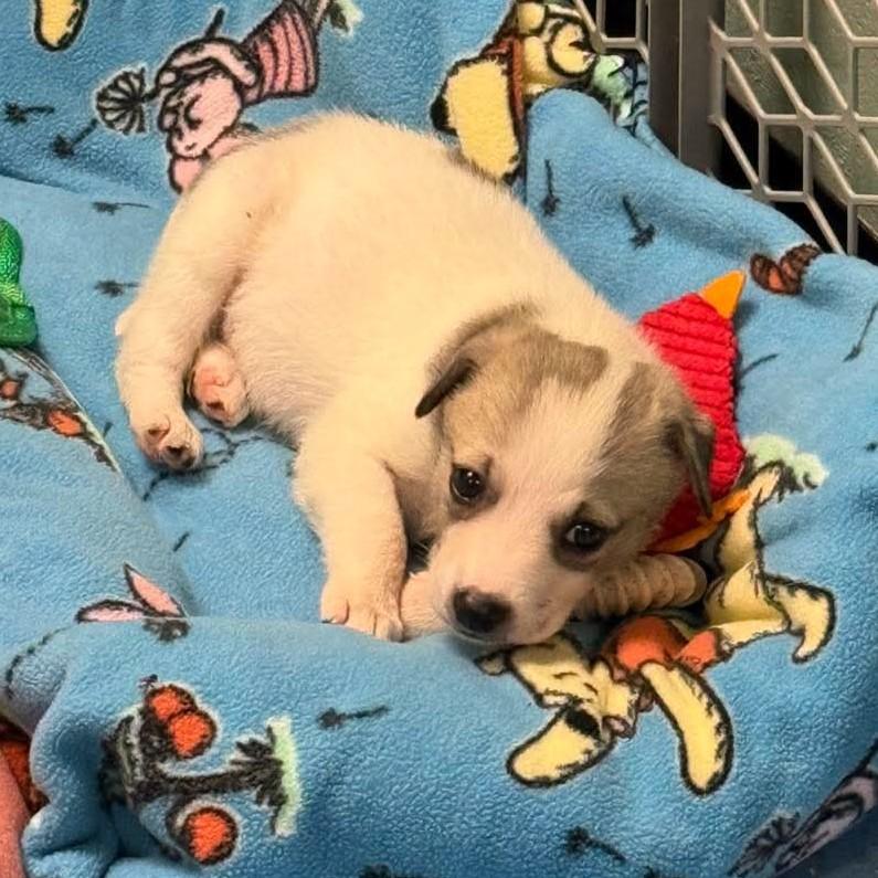 Enlarge Winnie, a Adoptable mixed breed in Macclesfield, NC image 3/3