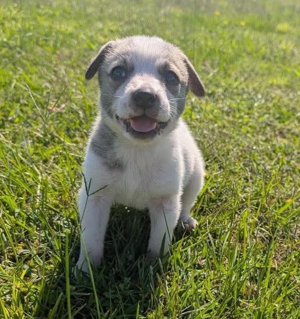 Winnie, Adoptable, Puppy Female Terrier.
