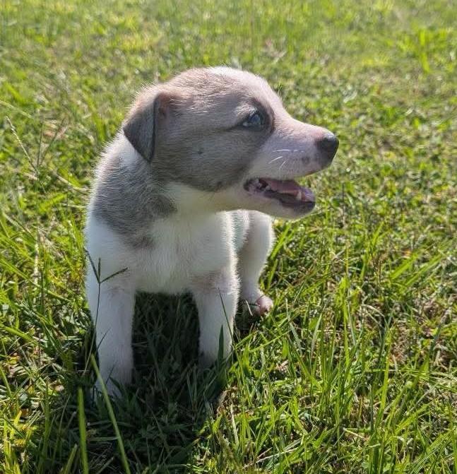 Enlarge Winnie, a Adoptable mixed breed in Macclesfield, NC image 2/3