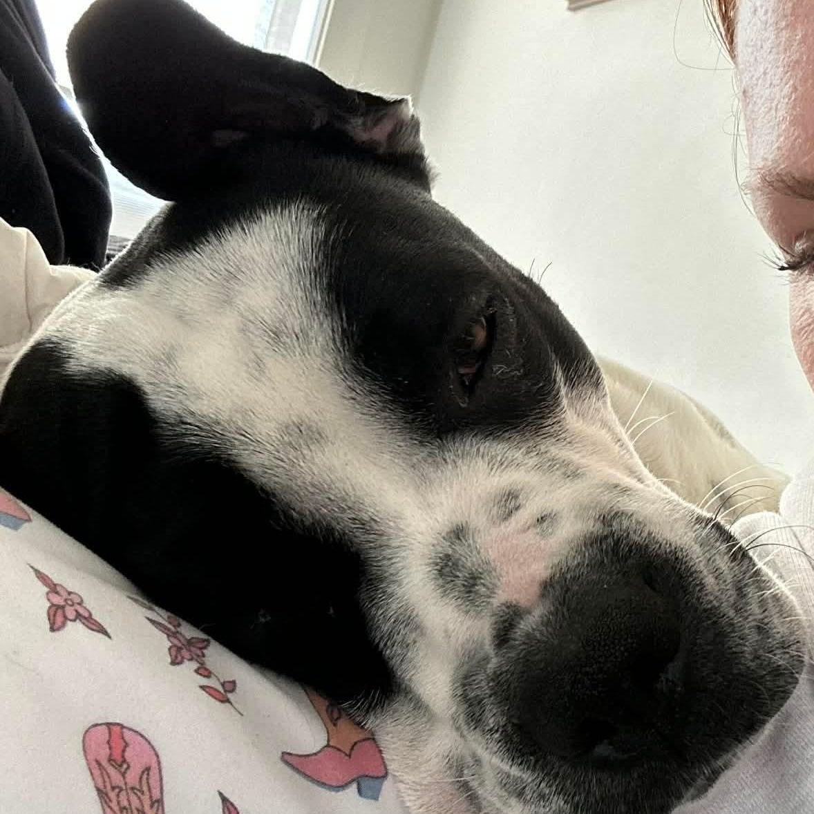 Enlarge Dottie, a ADOPTABLE mixed breed in Edmonton, AB image 4/6