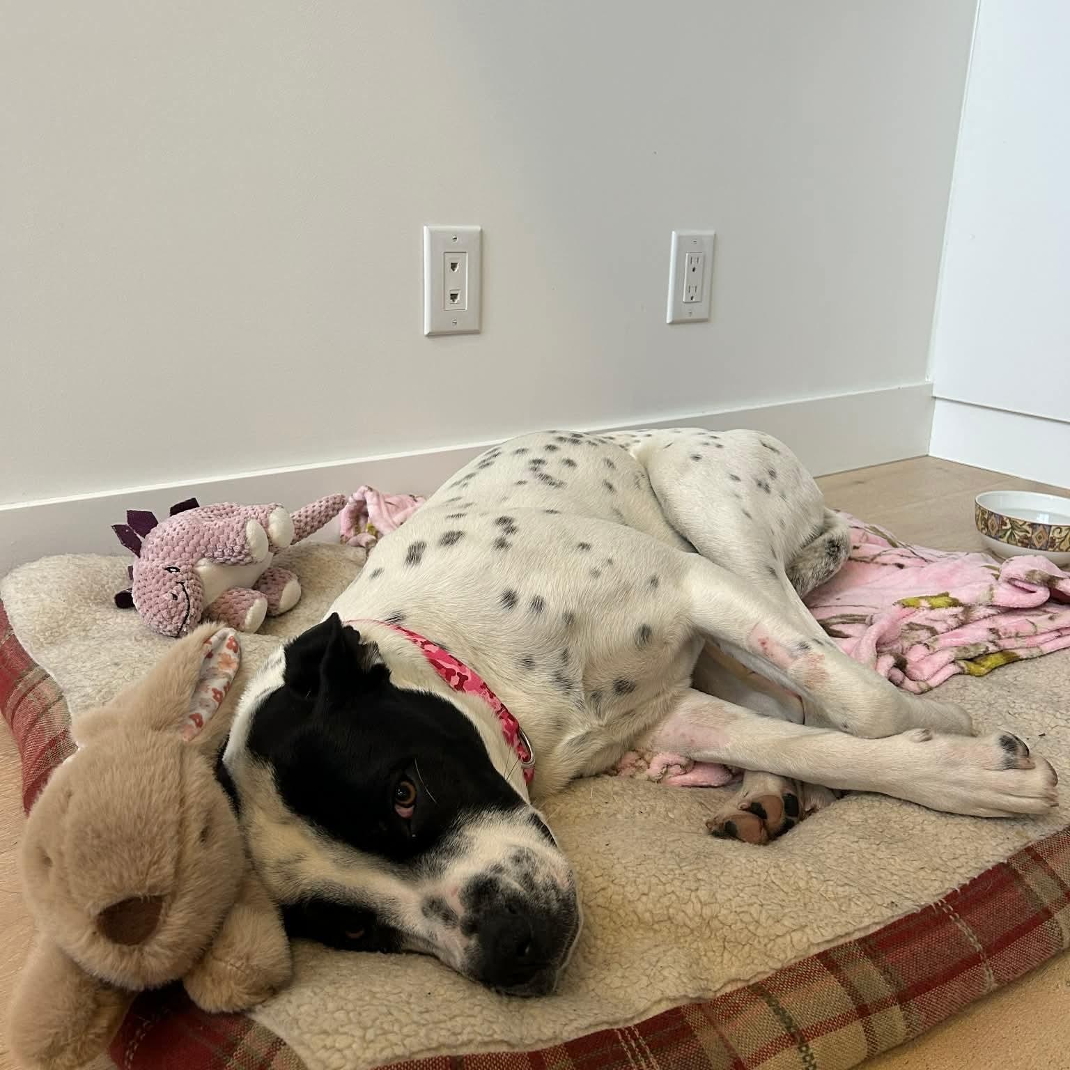 Enlarge Dottie, a ADOPTABLE mixed breed in Edmonton, AB image 3/6