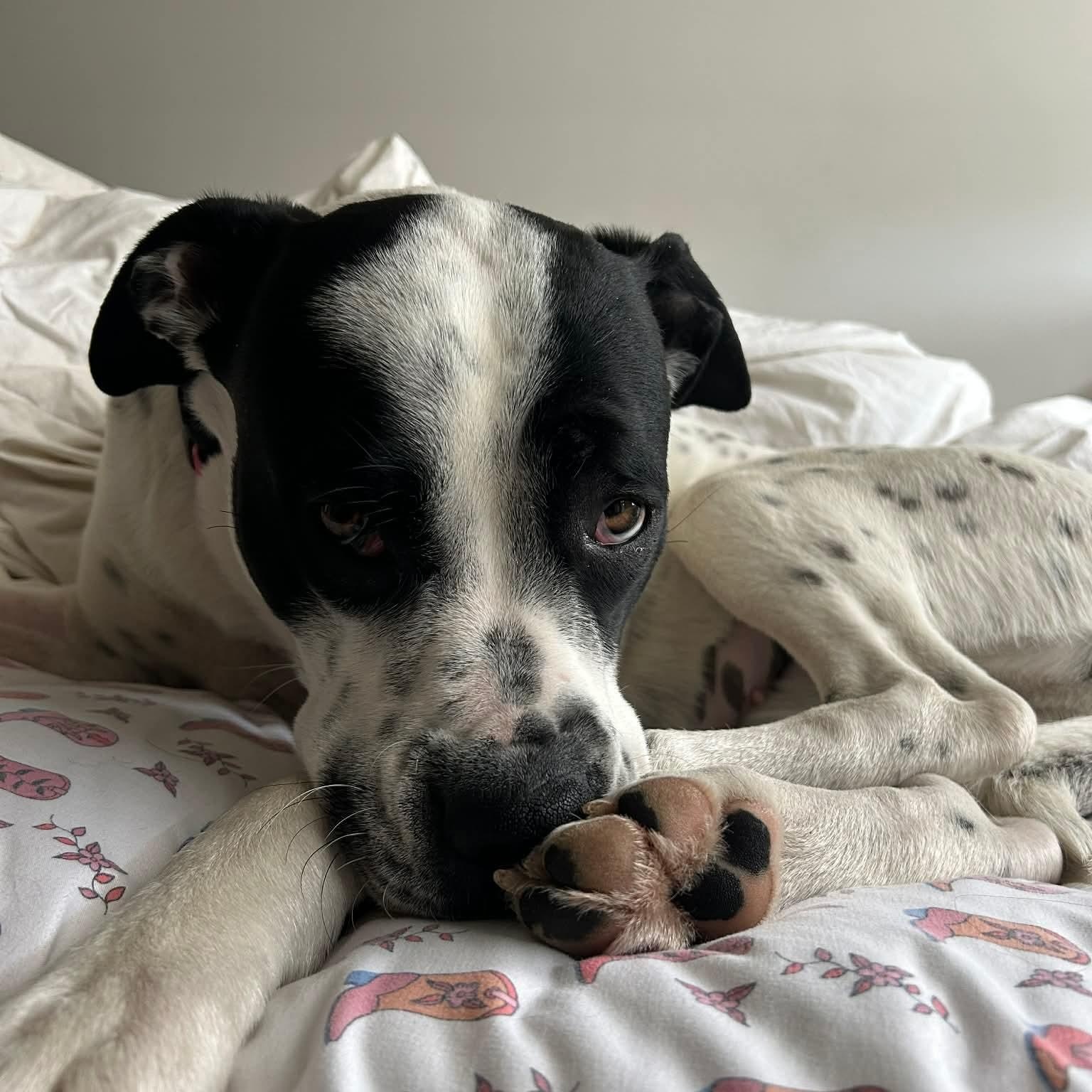 Enlarge Dottie, a ADOPTABLE mixed breed in Edmonton, AB image 5/6