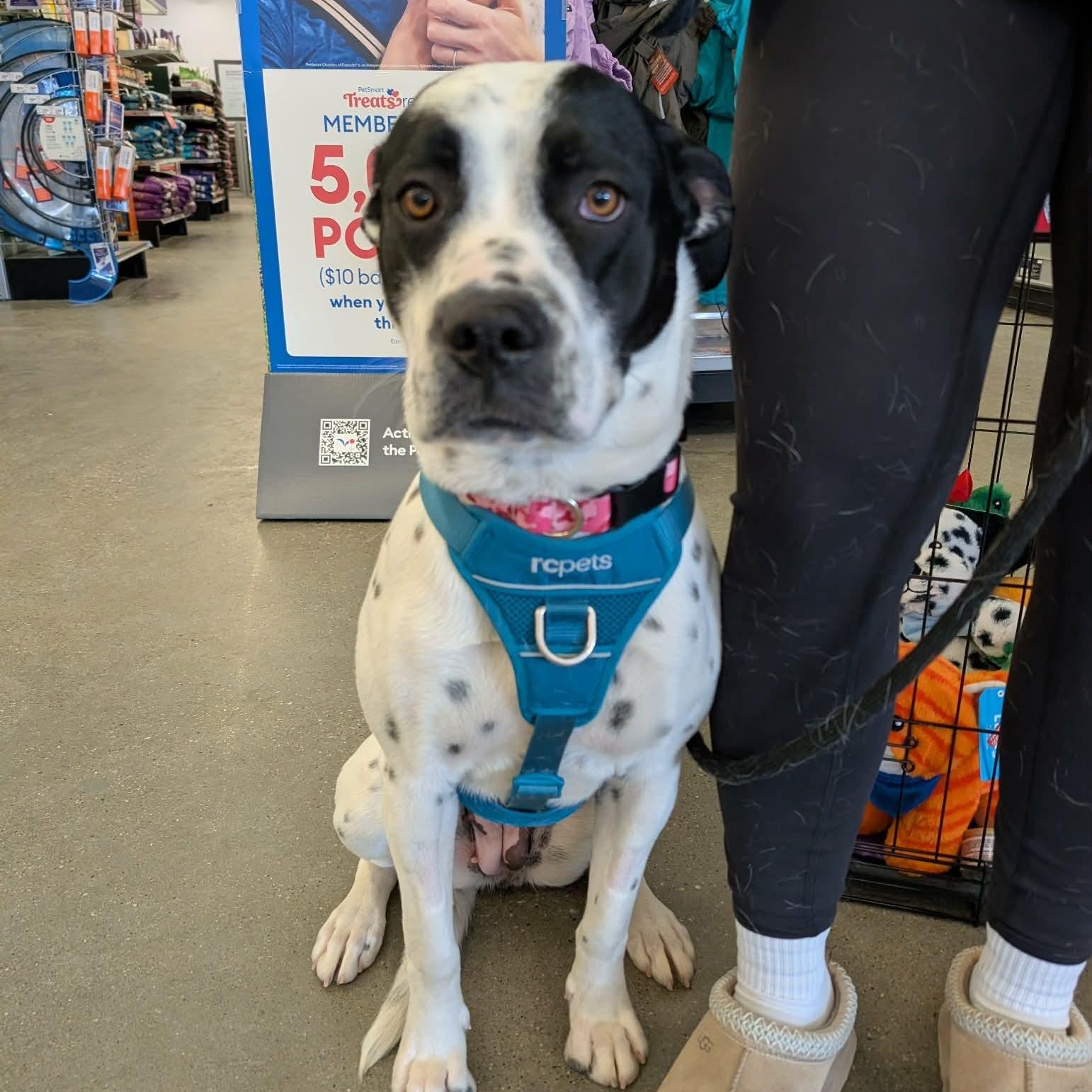 Dottie, ADOPTABLE, Puppy Female Mixed Breed.