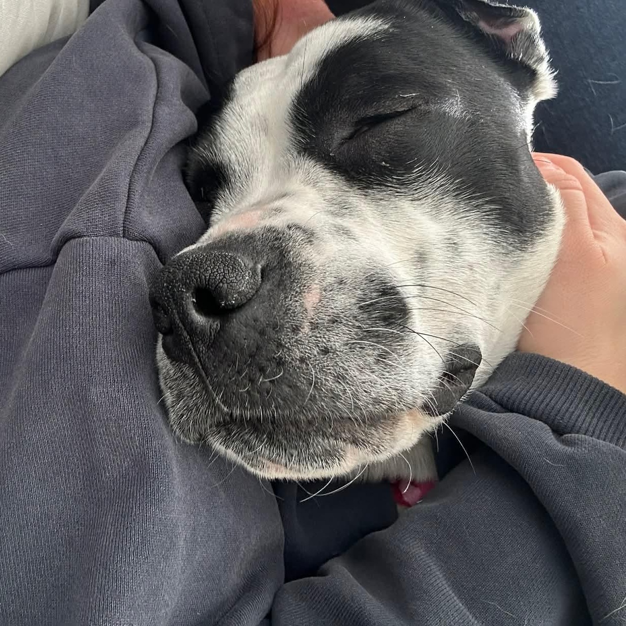 Enlarge Dottie, a ADOPTABLE mixed breed in Edmonton, AB image 6/6