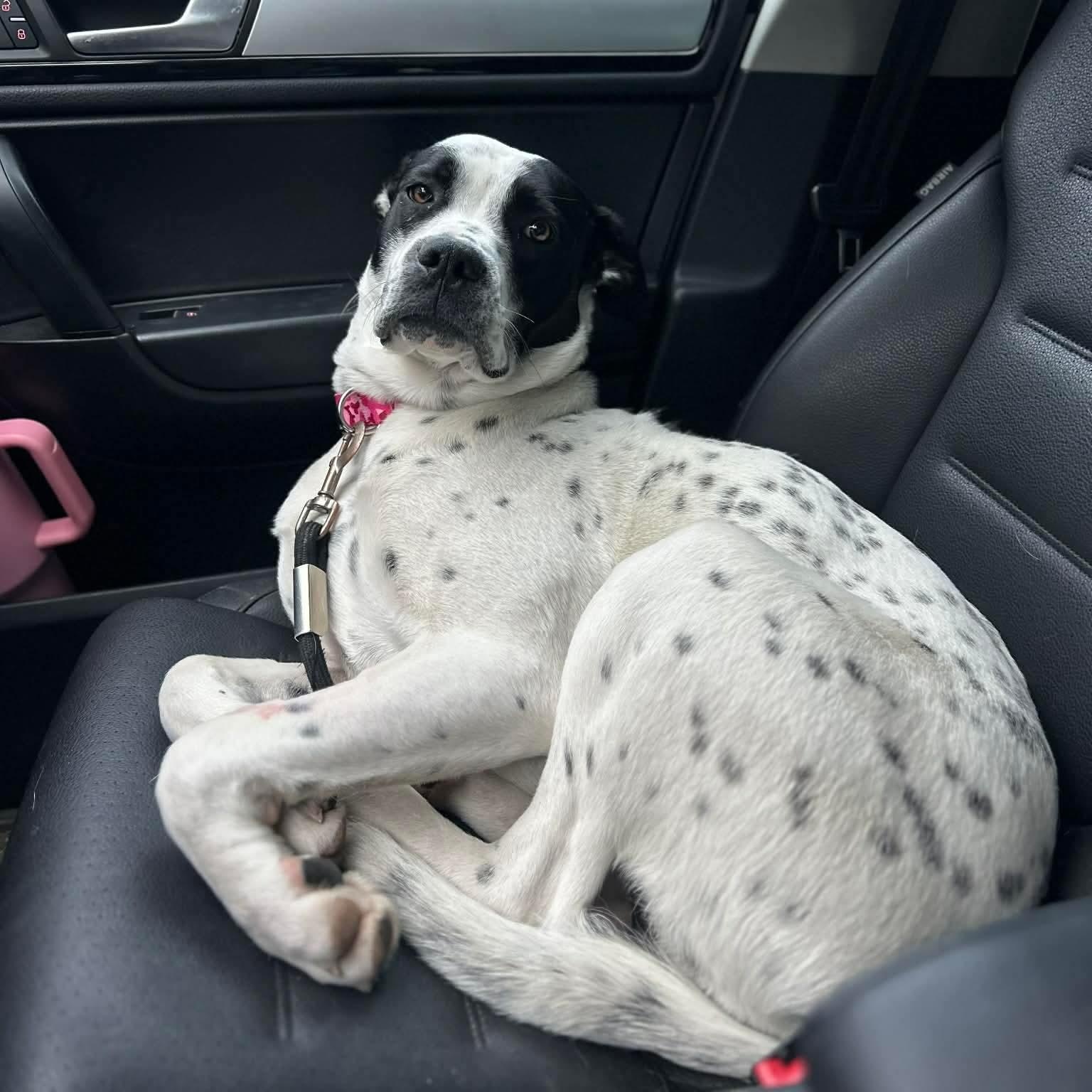 Enlarge Dottie, a ADOPTABLE mixed breed in Edmonton, AB image 2/6