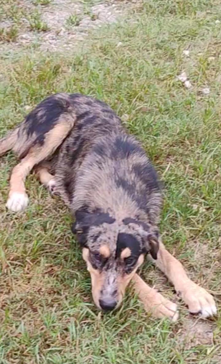 AGNES, a Adoptable Catahoula Leopard Dog image 3/4
