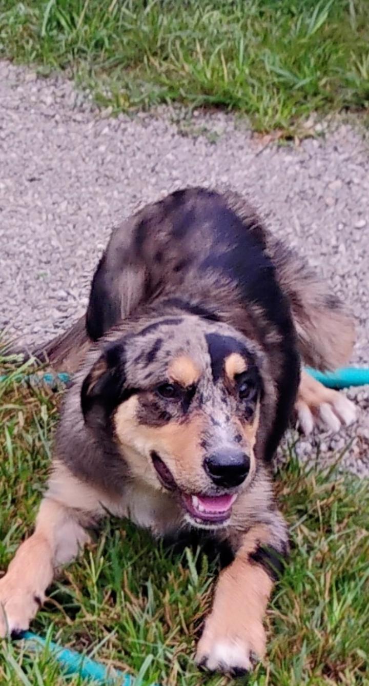 AGNES, a Adoptable Catahoula Leopard Dog image 4/4