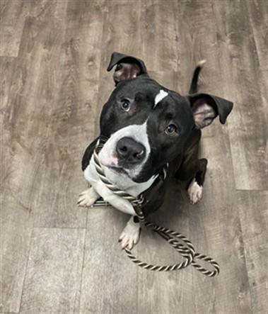 CELEBRATION, Adoptable, Young Male Pit Bull Terrier.
