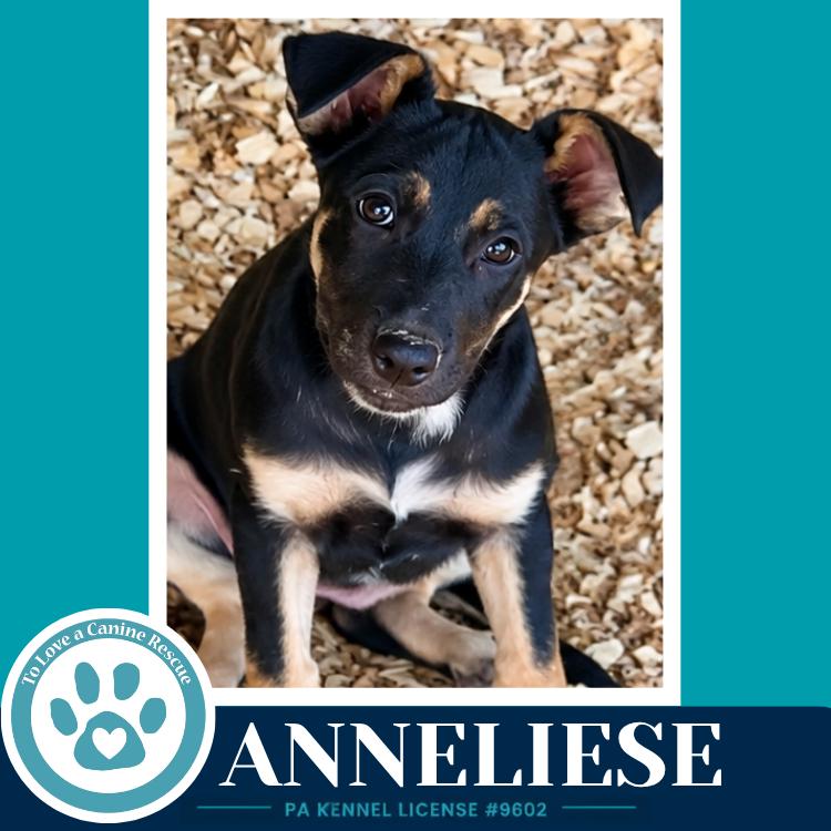 Anneliese (Prost Pups) 100326 photo