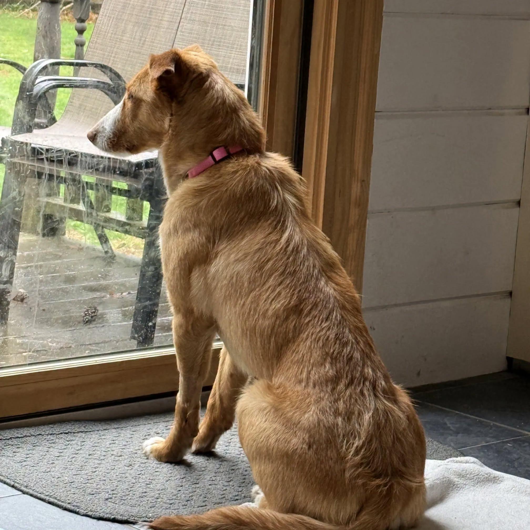 Enlarge Bonnie (Foster or Adopter Wanted), a Adoptable Portuguese Podengo in HANSON, MA image 4/5