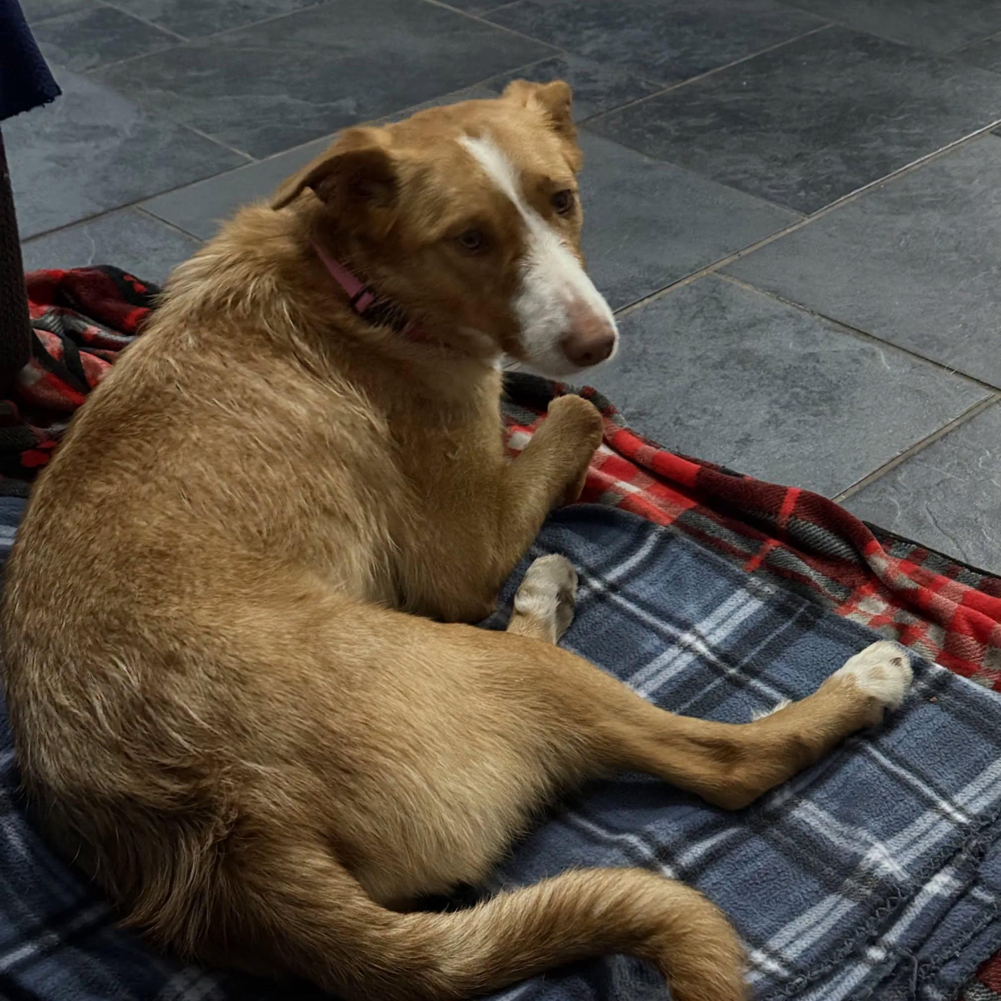 Enlarge Bonnie (Foster or Adopter Wanted), a Adoptable Portuguese Podengo in HANSON, MA image 5/5