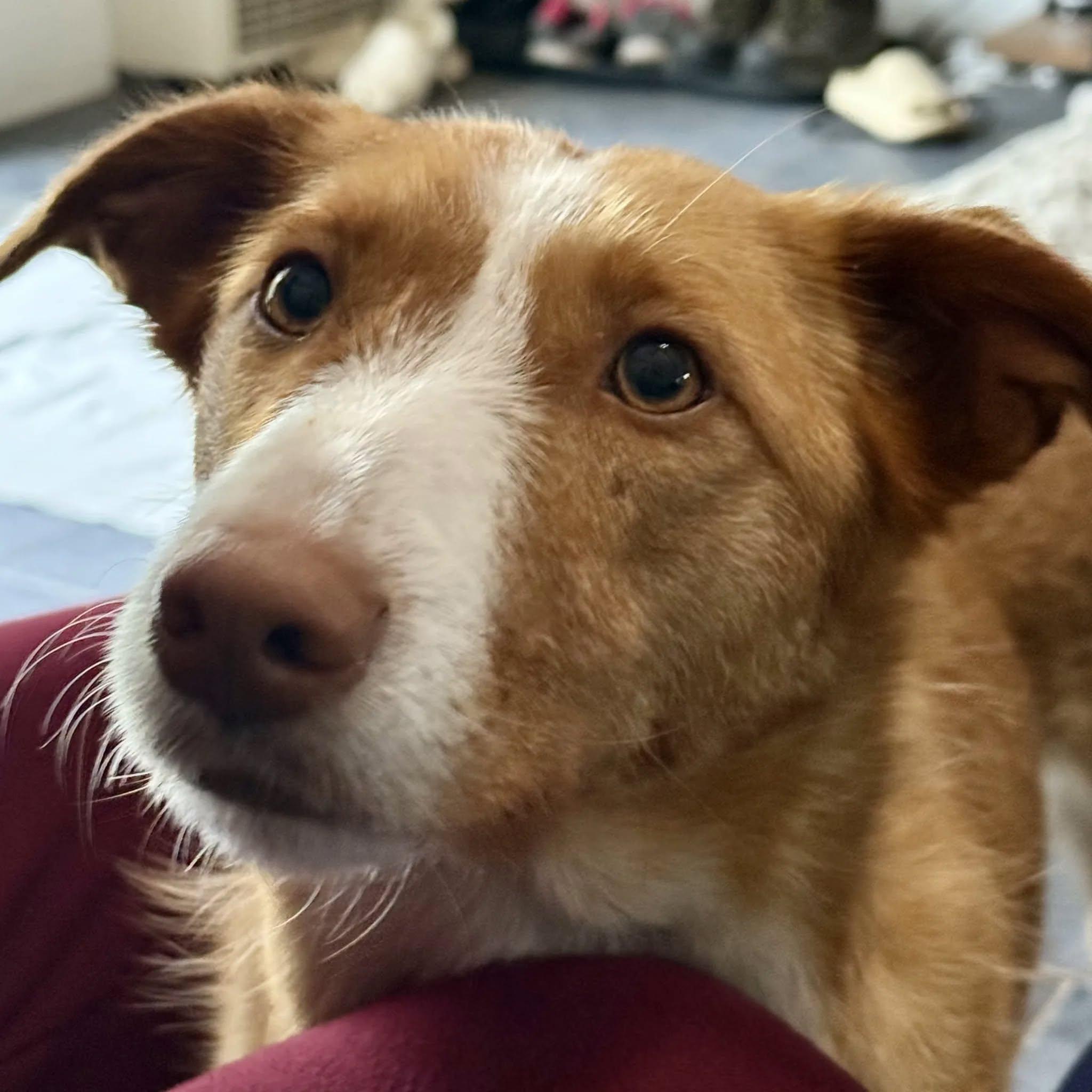 Enlarge Bonnie (Foster or Adopter Wanted), a Adoptable Portuguese Podengo in HANSON, MA image 1/5