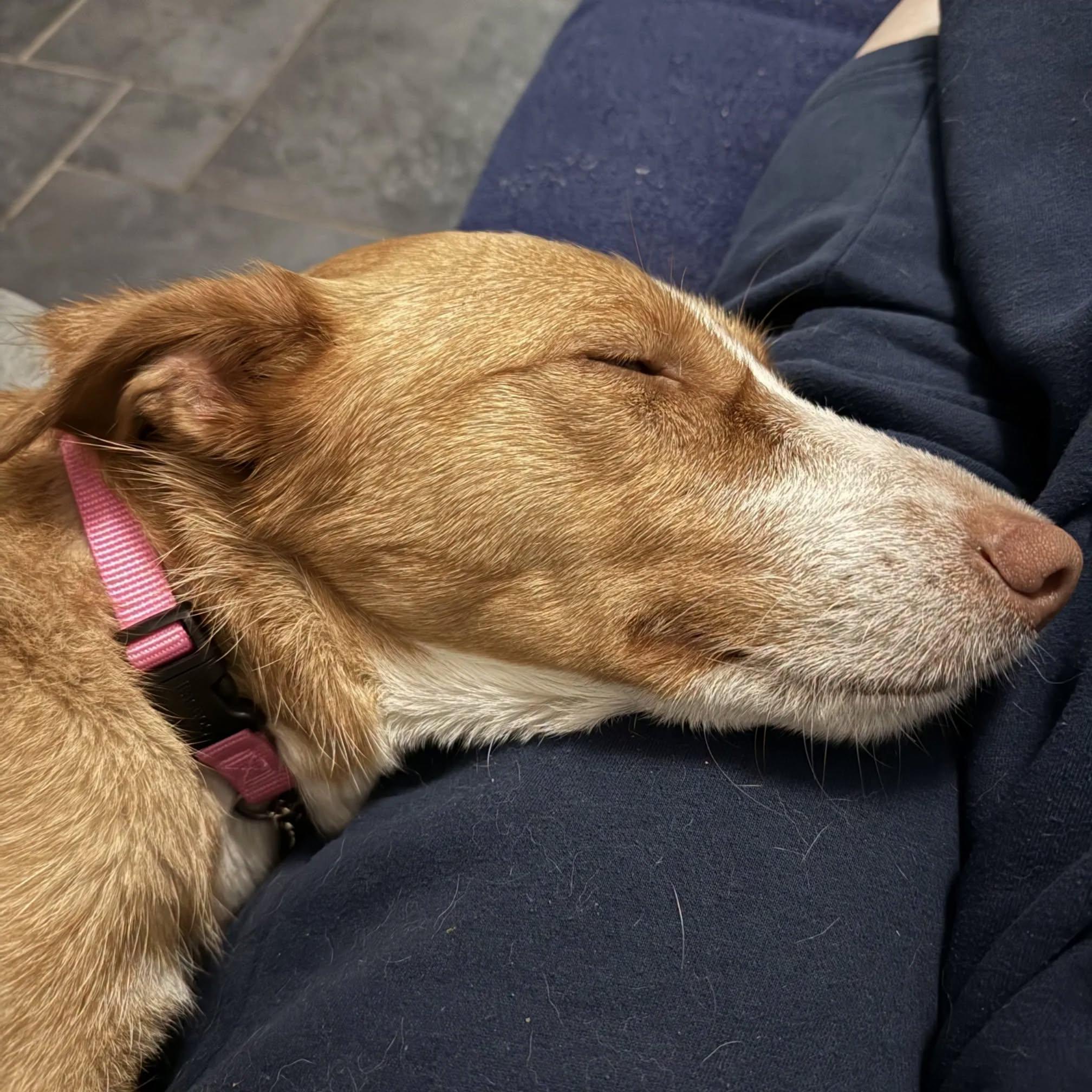 Enlarge Bonnie (Foster or Adopter Wanted), a Adoptable Portuguese Podengo in HANSON, MA image 3/5