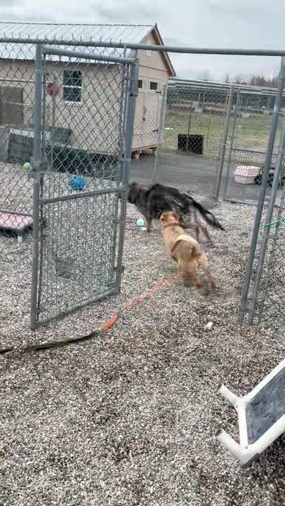 Enlarge Bonnie (Foster or Adopter Wanted), a Adoptable Portuguese Podengo in HANSON, MA video 2/5