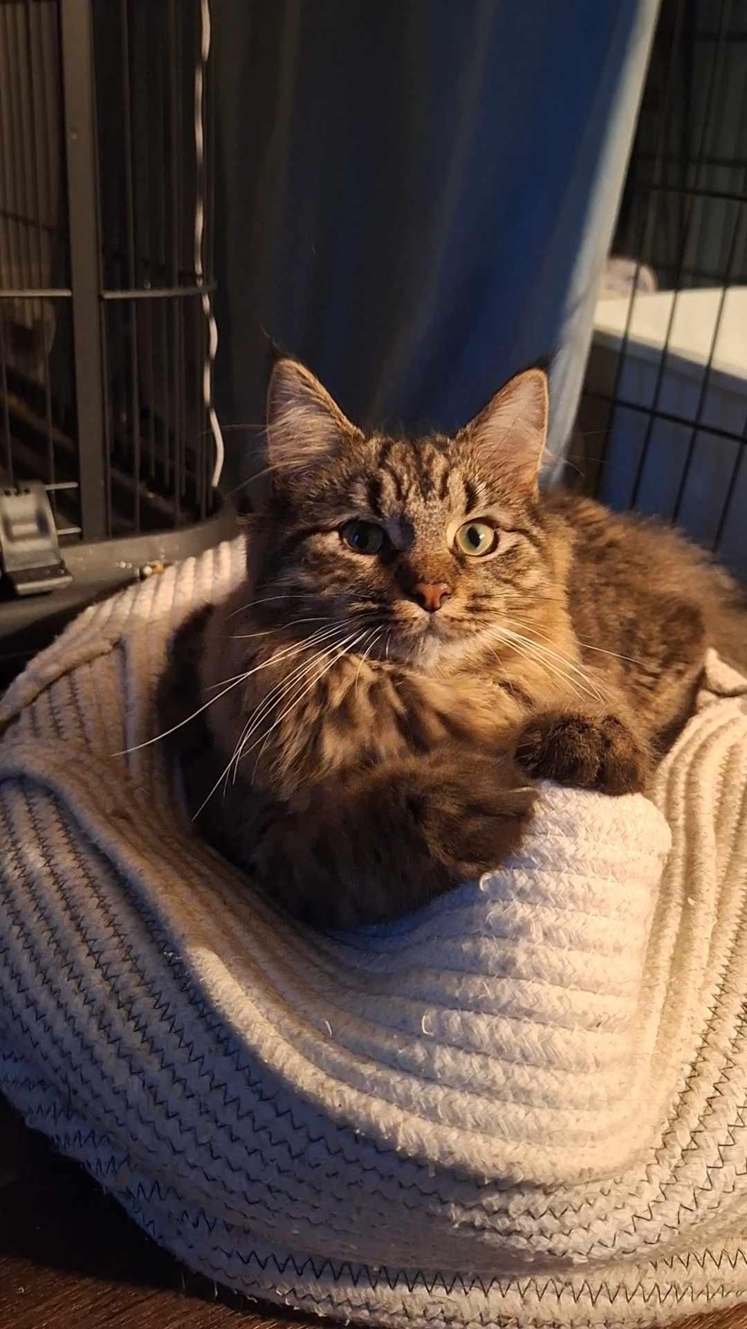 Clark, a Adopted Domestic Long Hair in BUTLER, PA image 1/3