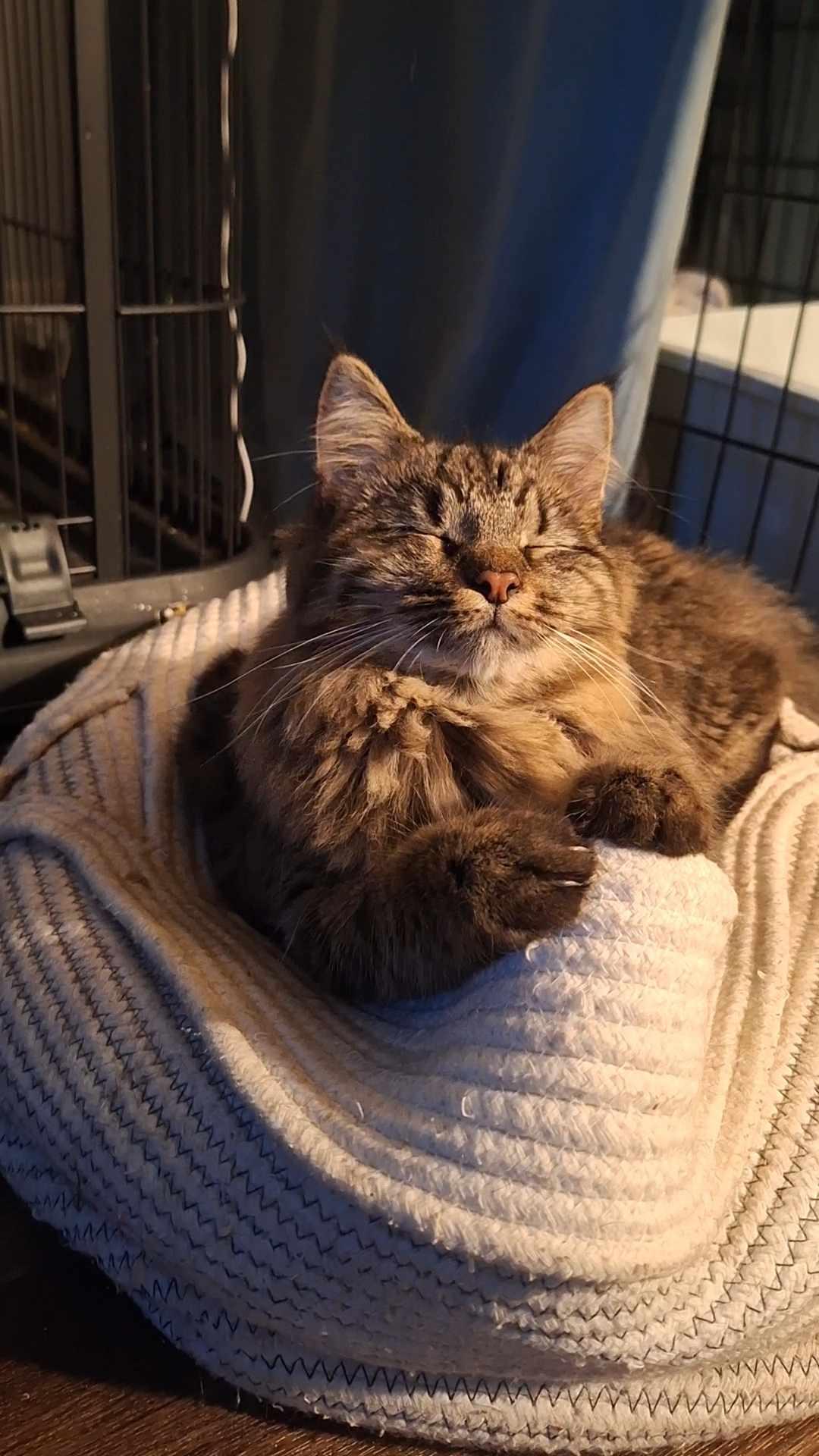 Clark, a Adopted Domestic Long Hair in BUTLER, PA image 3/3