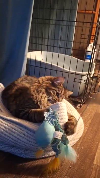 Enlarge Clark, a Adopted Domestic Long Hair in BUTLER, PA video 2/3