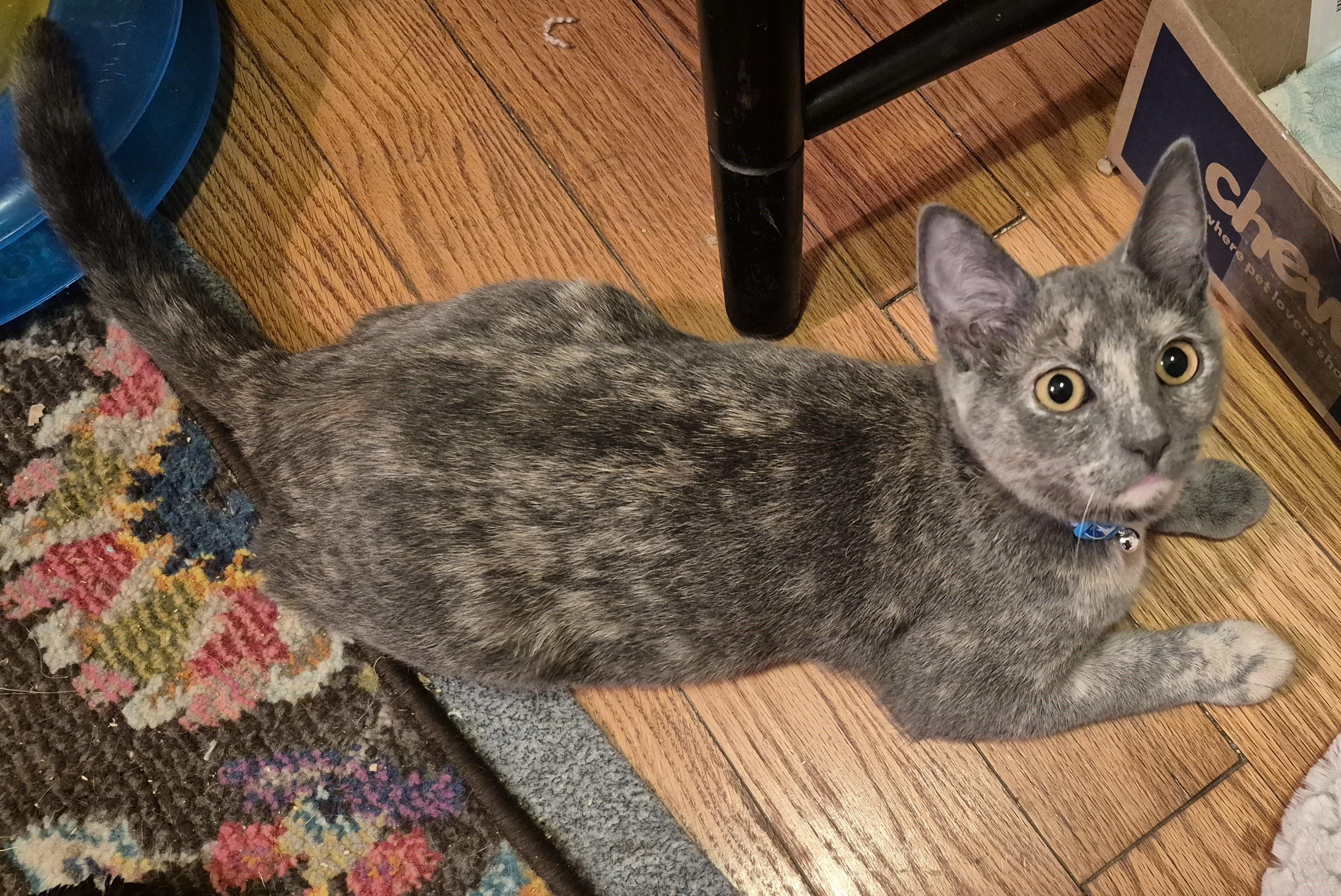 Enlarge Sheila E, a Adopted Domestic Short Hair in Beltsville, MD image 2/3