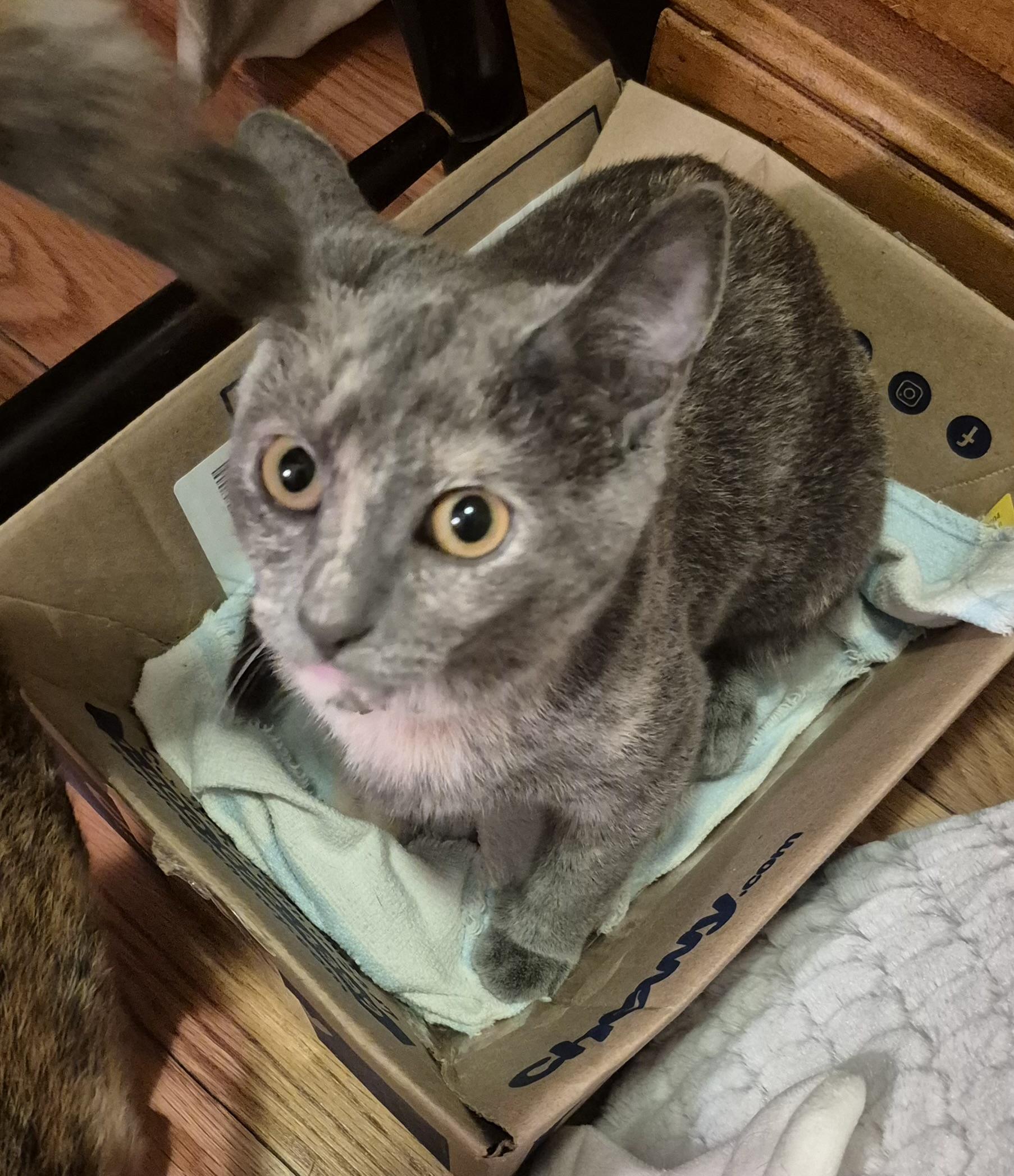 Enlarge Sheila E, a Adopted Domestic Short Hair in Beltsville, MD image 3/3