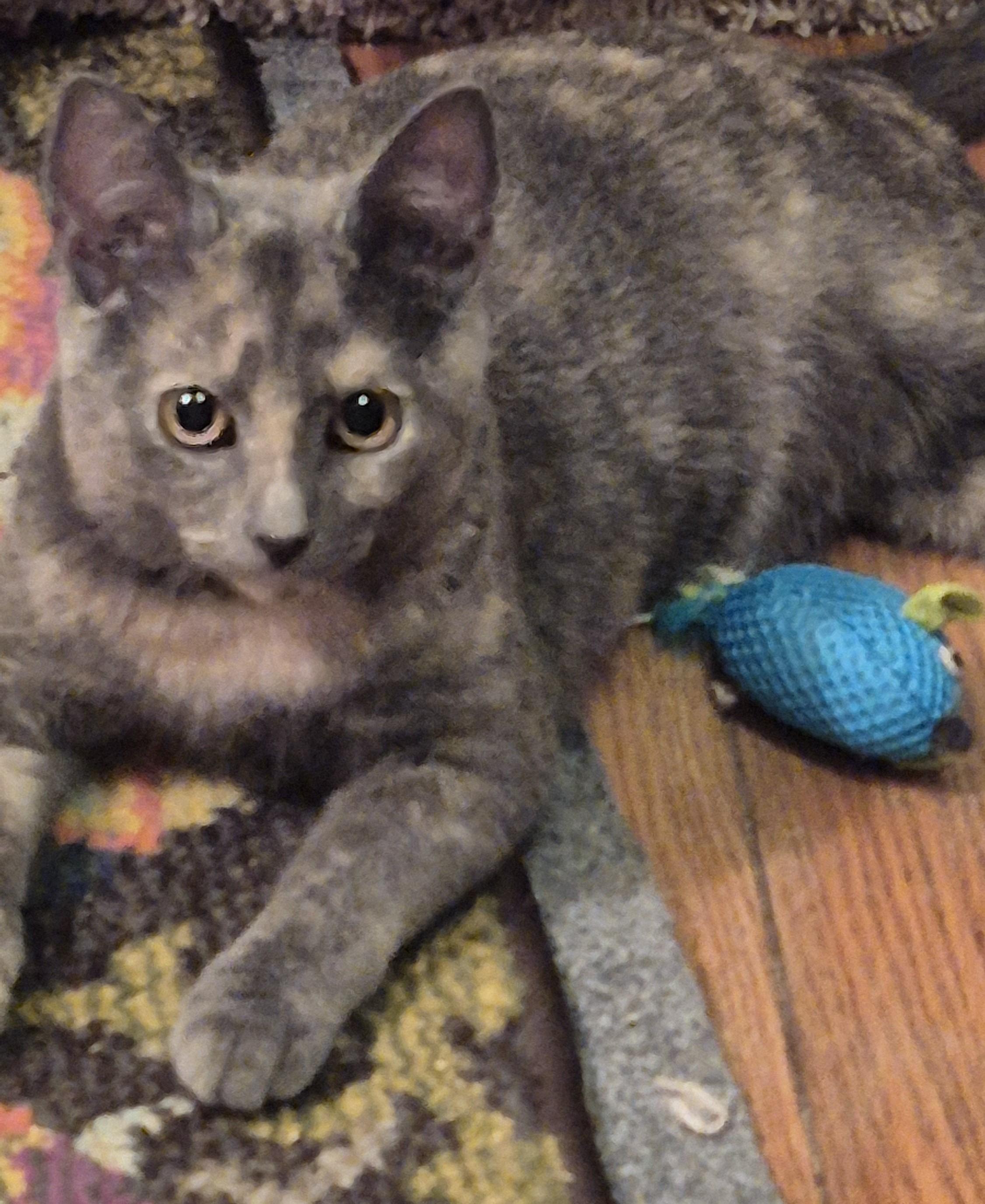 Enlarge Sheila E, a Adopted Domestic Short Hair in Beltsville, MD image 1/3
