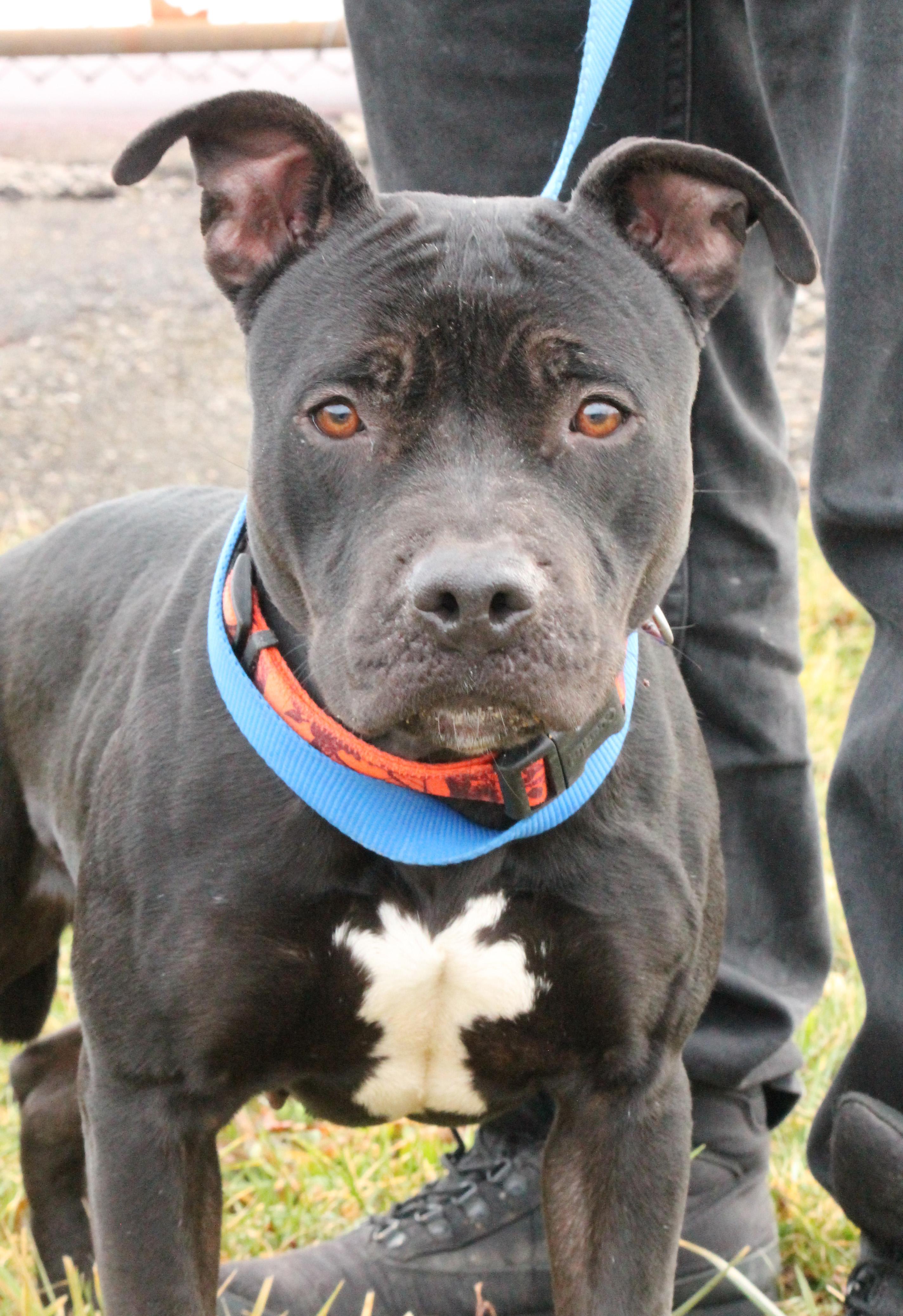 ONYX (House Hippo)