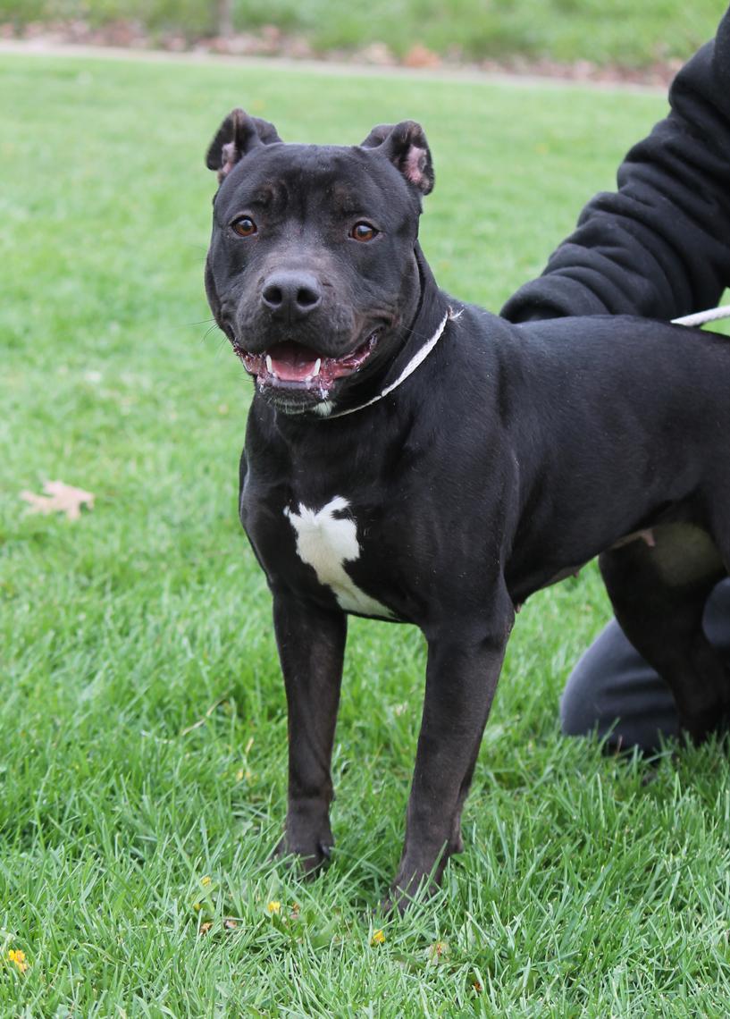 ONYX (House Hippo)