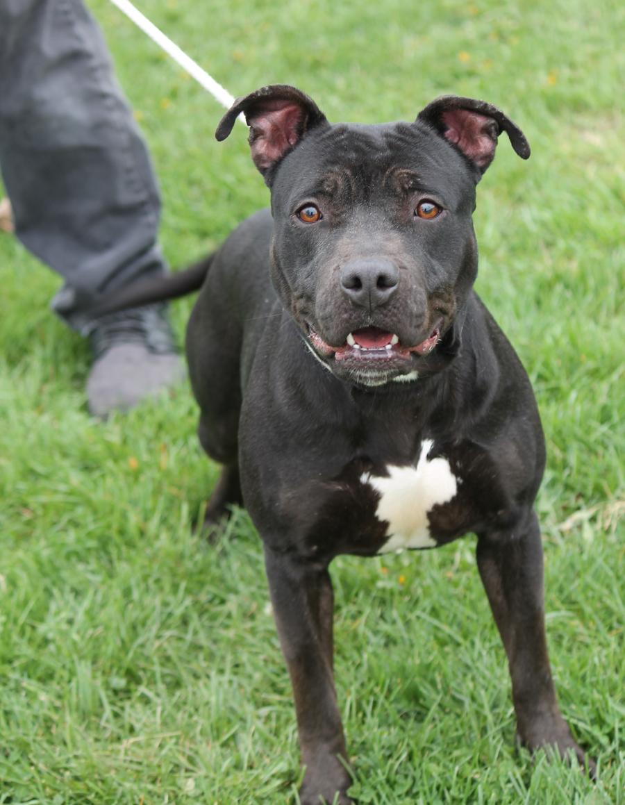 ONYX (House Hippo)