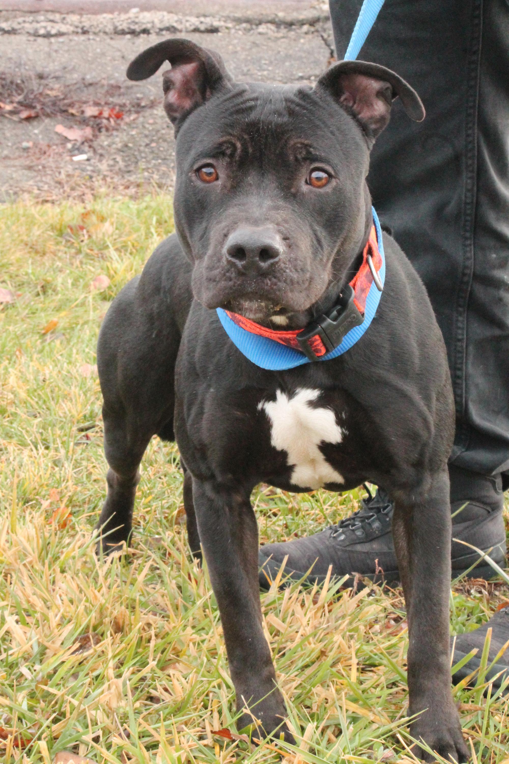 ONYX (House Hippo)
