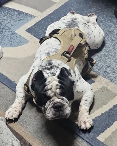 Enlarge Rocky, a Adoptable English Bulldog in Middletown, NJ image 2/3