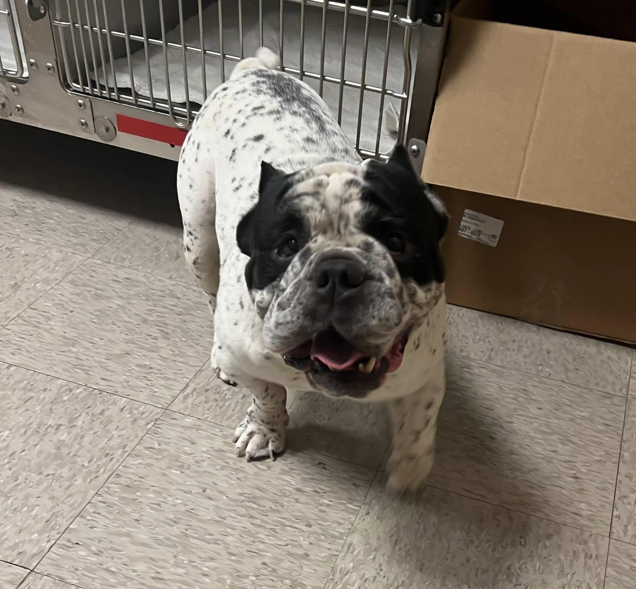 Rocky, ADOPTABLE, Adult Male English Bulldog.