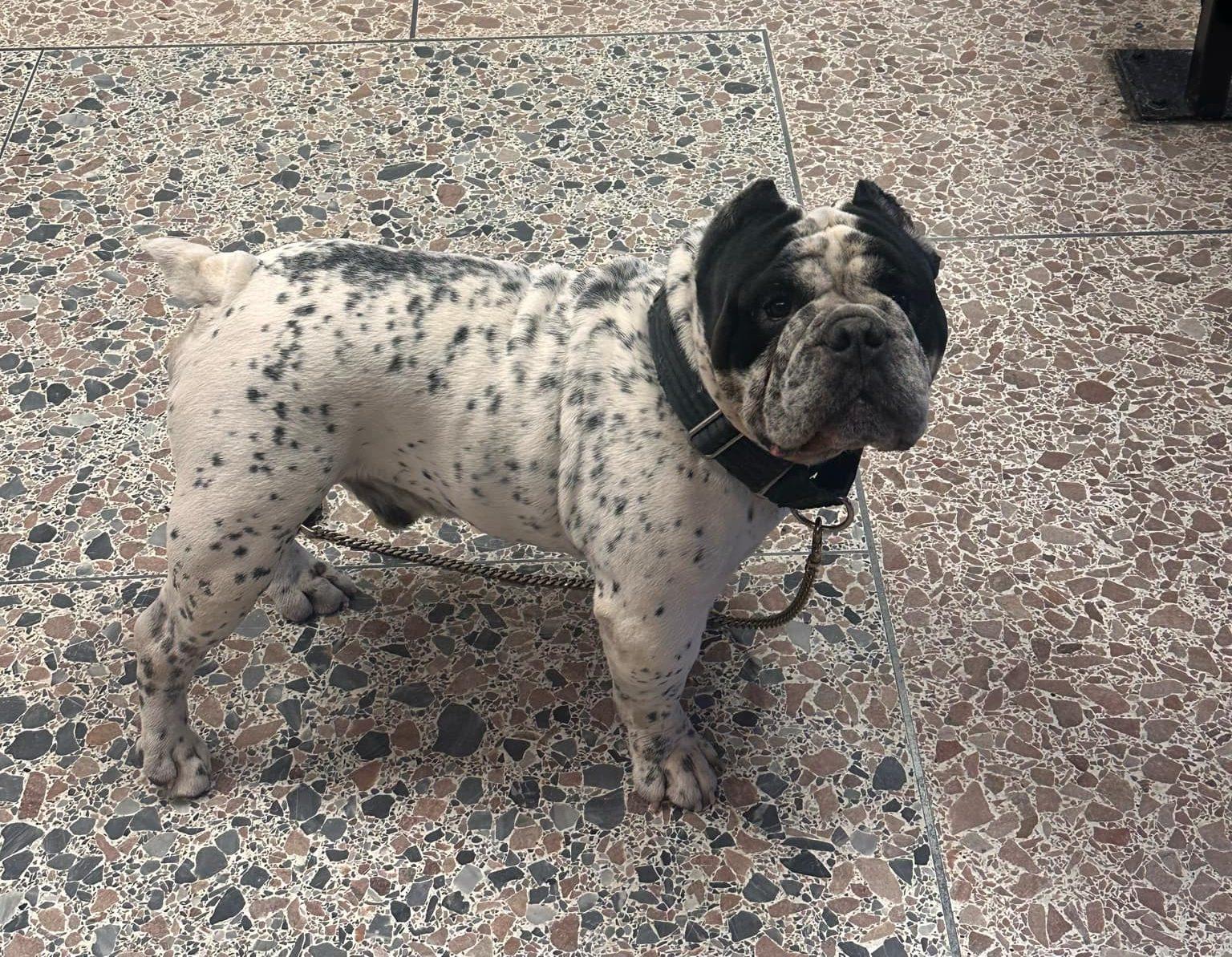 Enlarge Rocky, a Adoptable English Bulldog in Middletown, NJ image 3/3