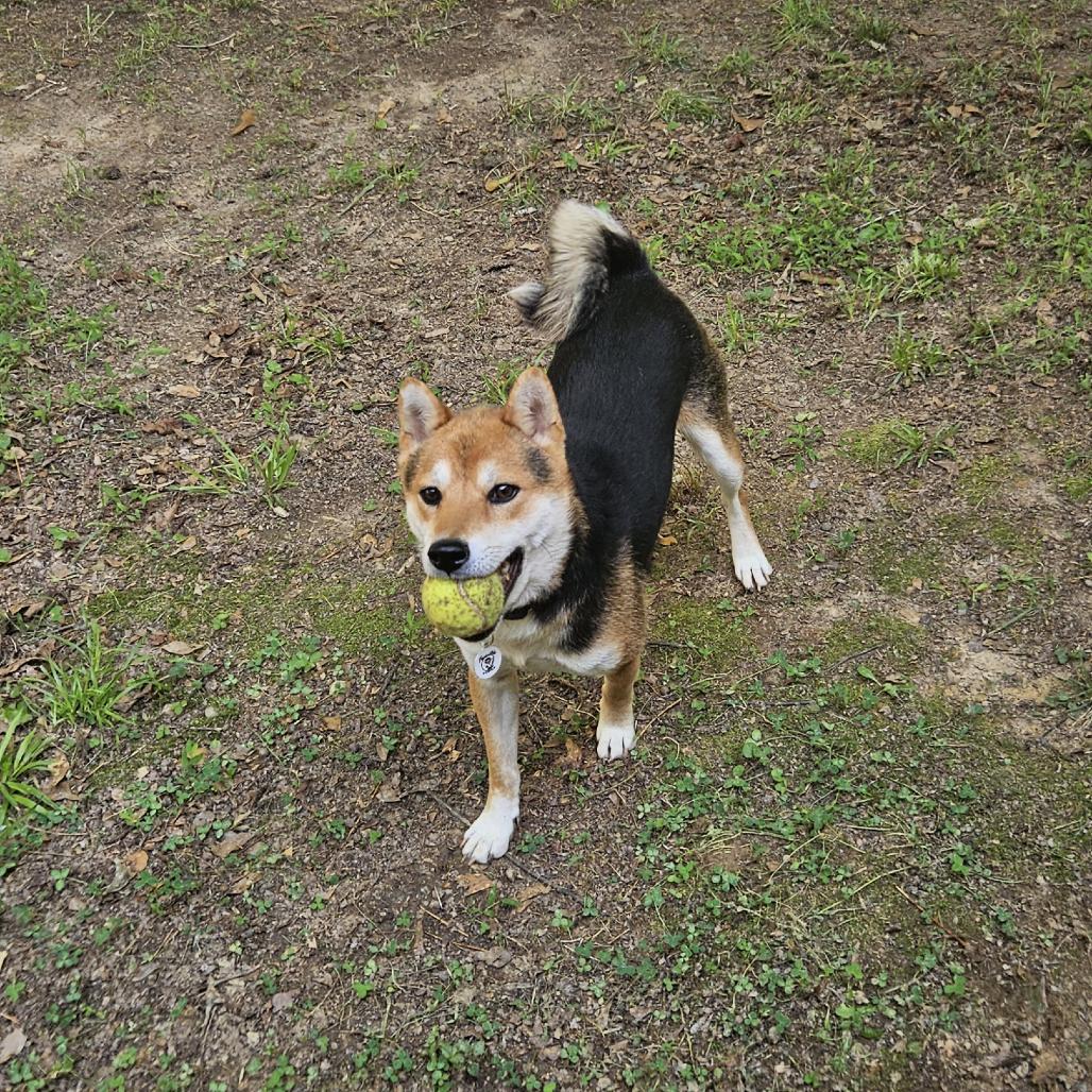 Maverick, a Adoptable Shiba Inu in Raleigh, NC image 1/5