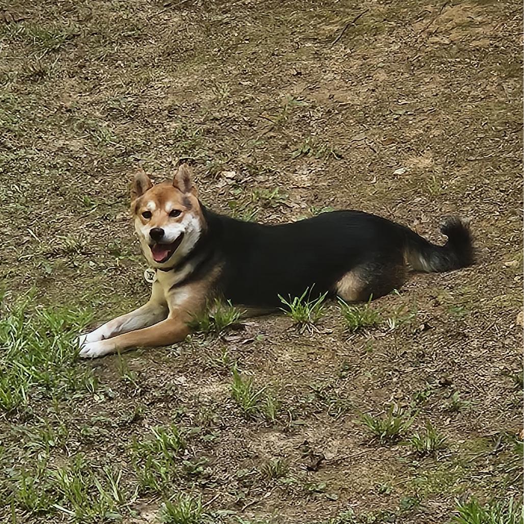 Maverick, a Adoptable Shiba Inu in Raleigh, NC image 2/5