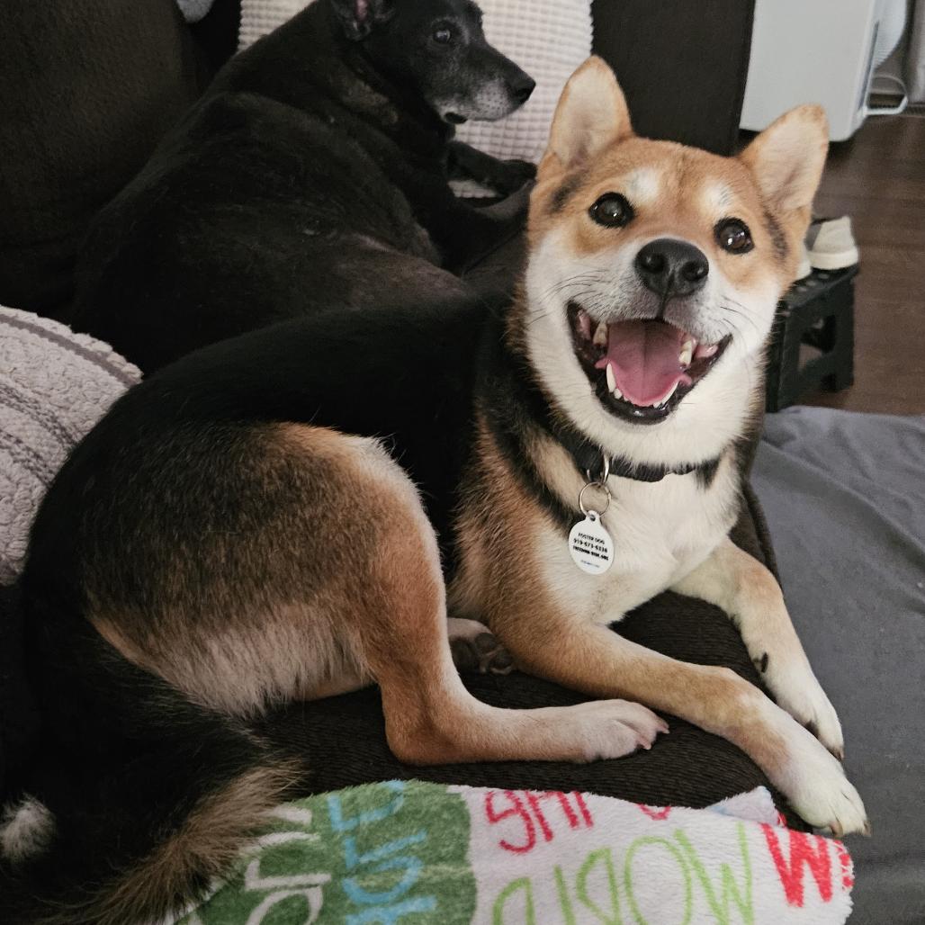 Maverick, a Adoptable Shiba Inu in Raleigh, NC image 3/5