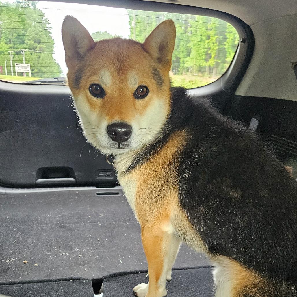 Maverick, a Adoptable Shiba Inu in Raleigh, NC image 4/5