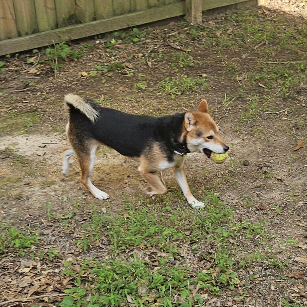 Maverick, a Adoptable Shiba Inu in Raleigh, NC image 5/5