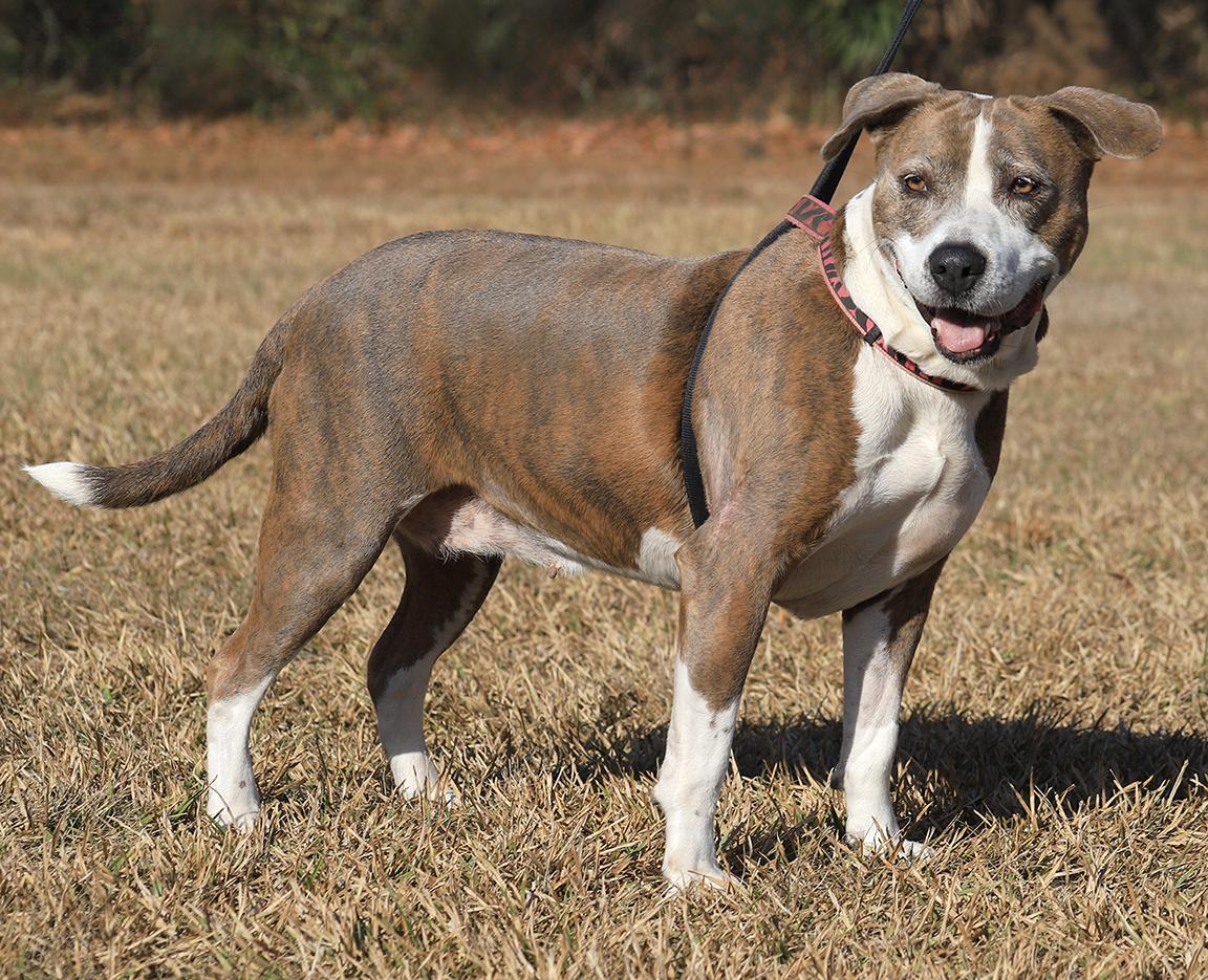 Enlarge Wednesday, a ADOPTABLE mixed breed in North Fort Myers, FL image 3/6