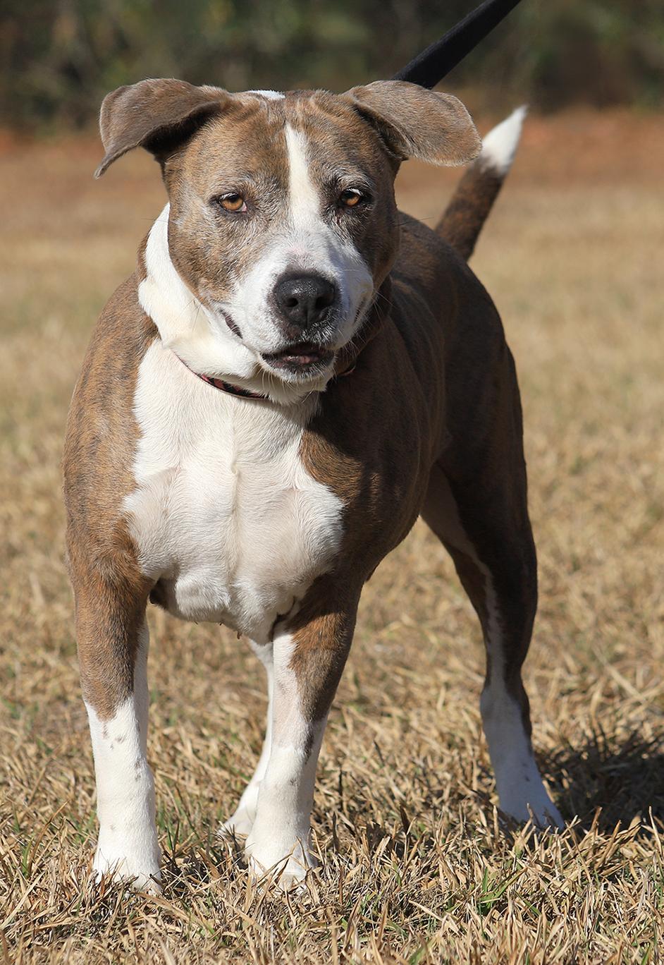 Enlarge Wednesday, a ADOPTABLE mixed breed in North Fort Myers, FL image 6/6