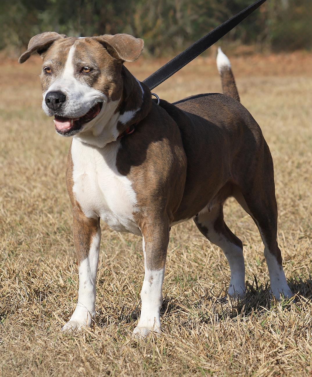 Enlarge Wednesday, a ADOPTABLE mixed breed in North Fort Myers, FL image 2/6