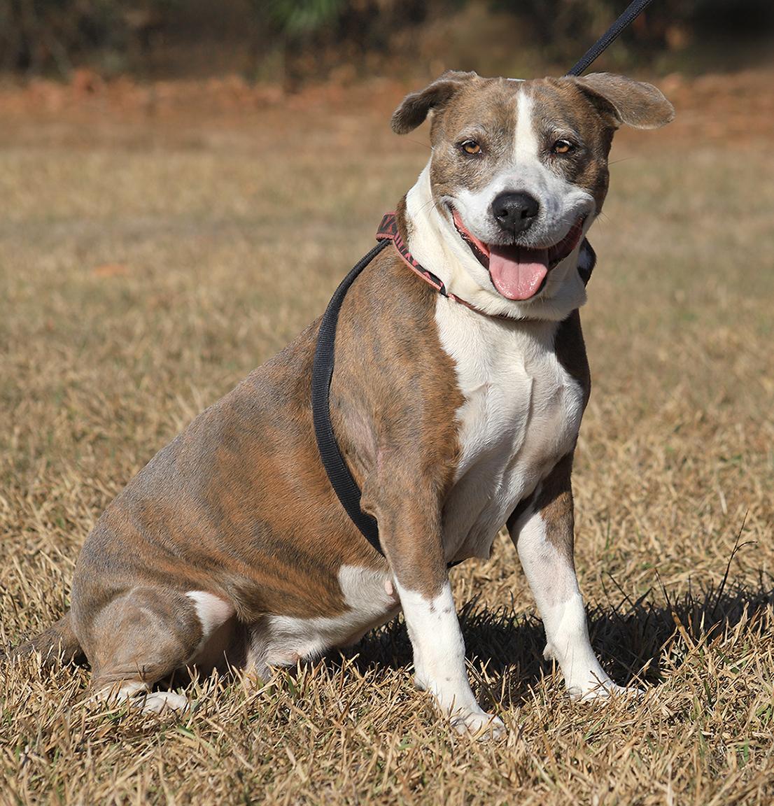 Enlarge Wednesday, a ADOPTABLE mixed breed in North Fort Myers, FL image 4/6