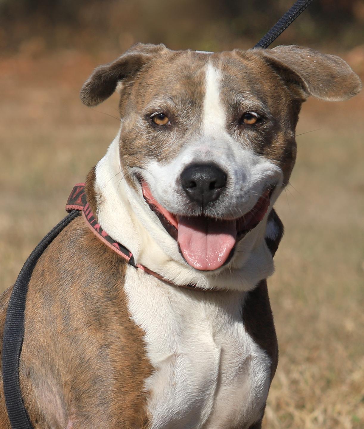 Enlarge Wednesday, a ADOPTABLE mixed breed in North Fort Myers, FL image 1/6