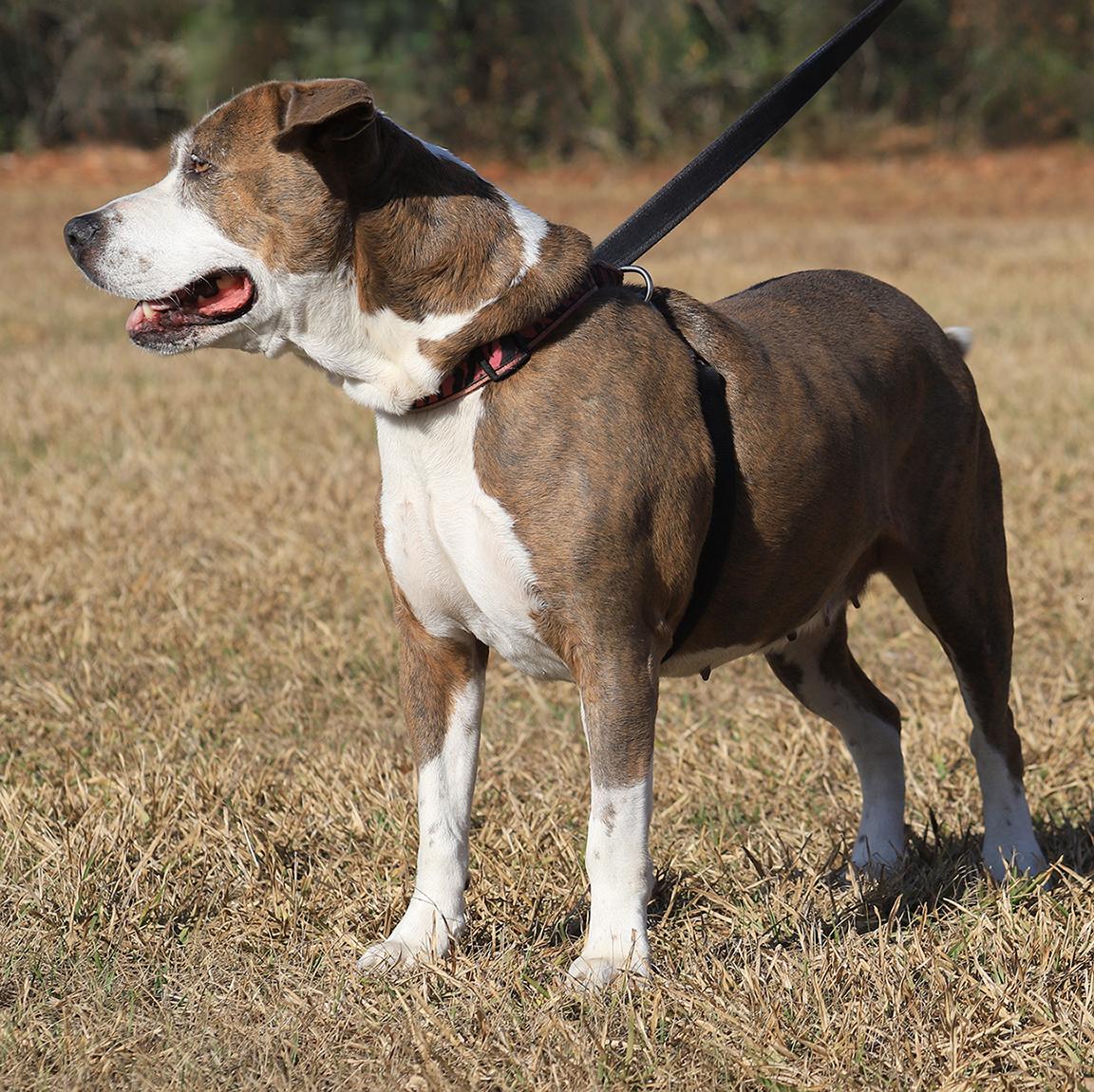 Enlarge Wednesday, a ADOPTABLE mixed breed in North Fort Myers, FL image 5/6