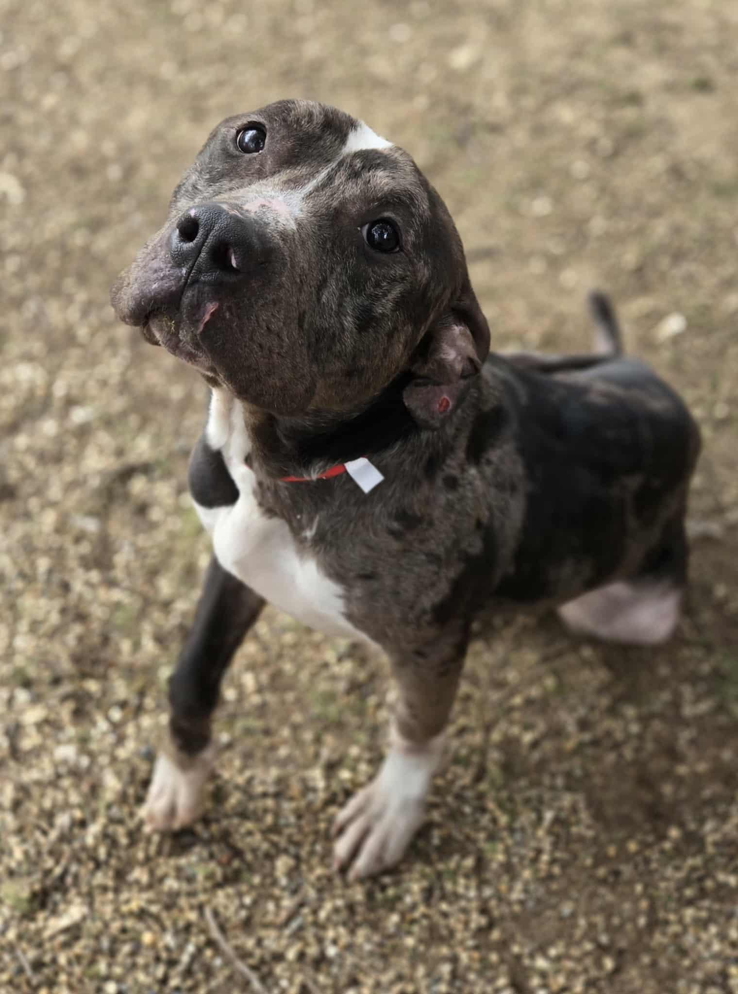 Enlarge Rex, a ADOPTABLE Terrier in Dodgeville, WI image 3/3