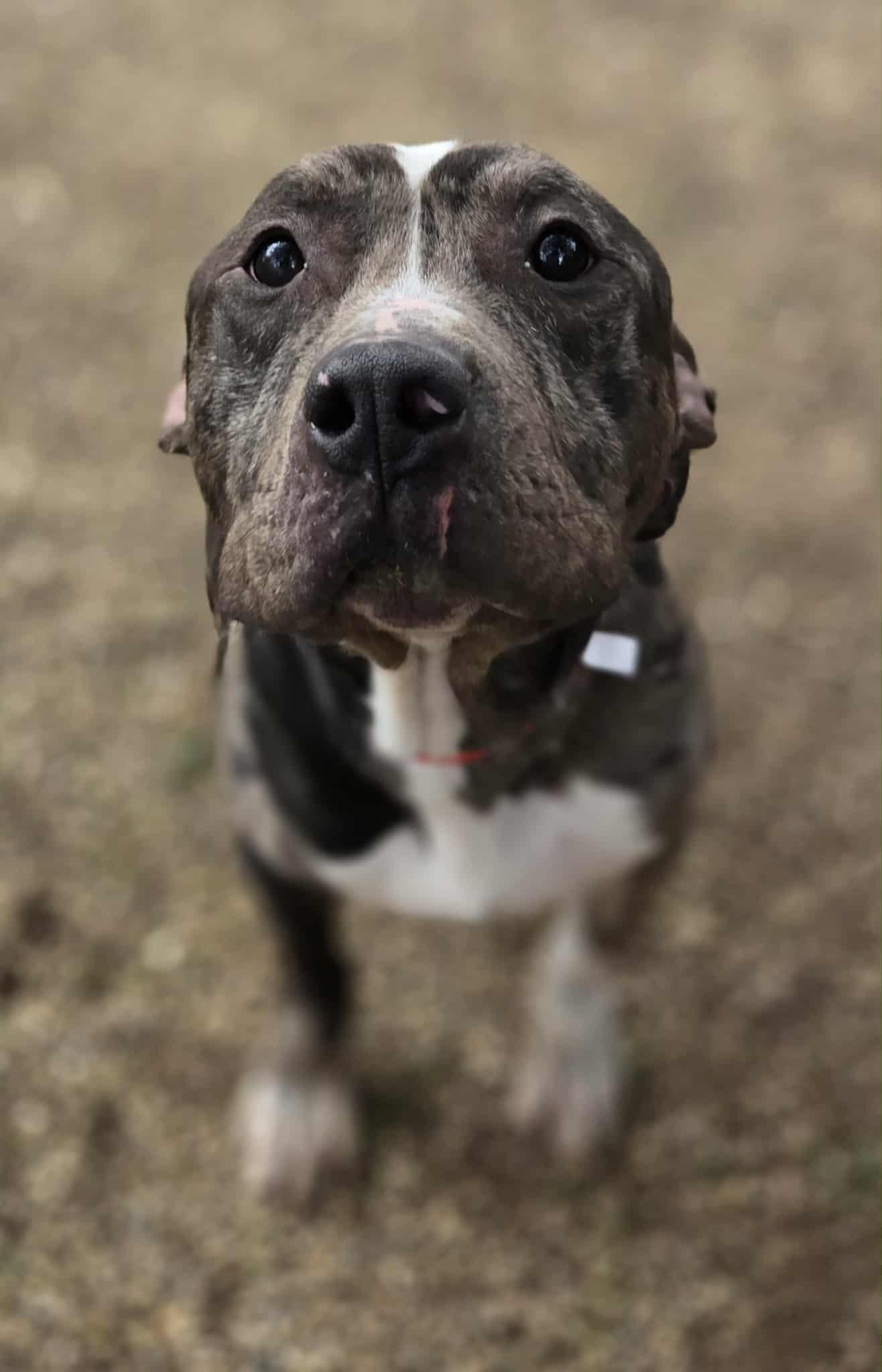 Rex, ADOPTABLE, Adult Male Terrier.