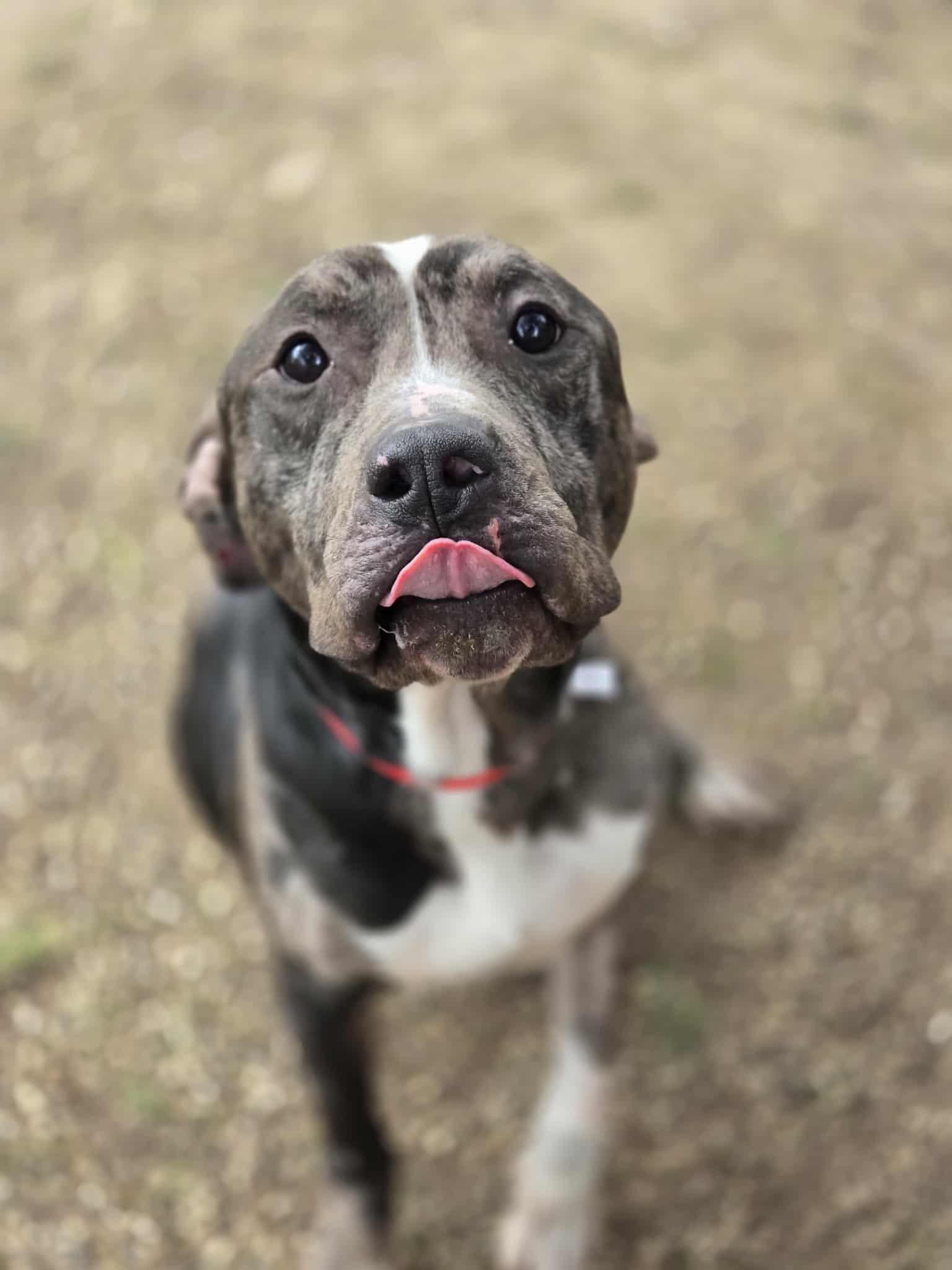 Enlarge Rex, a ADOPTABLE Terrier in Dodgeville, WI image 2/3